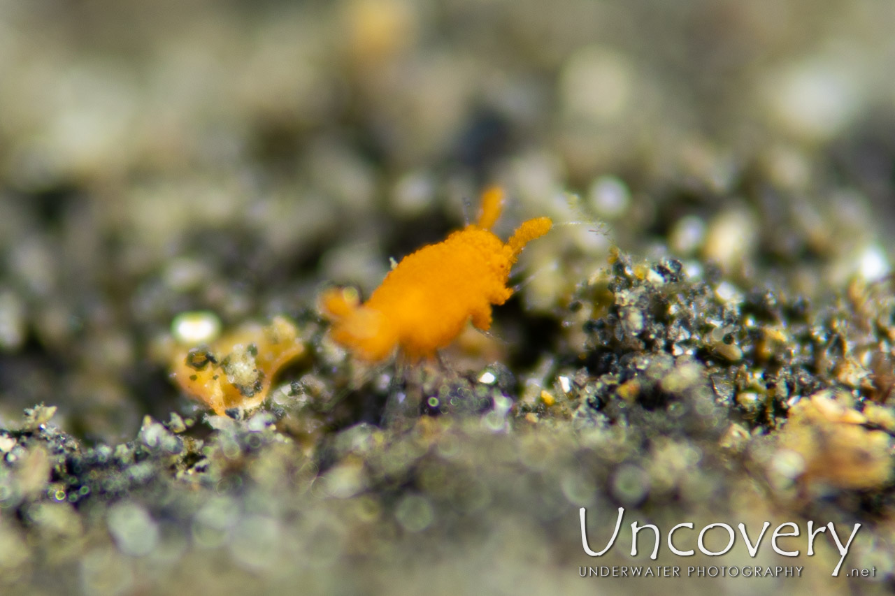 Sponge Isopod (santia Sp.) shot in Indonesia|North Sulawesi|Lembeh Strait|TK 2