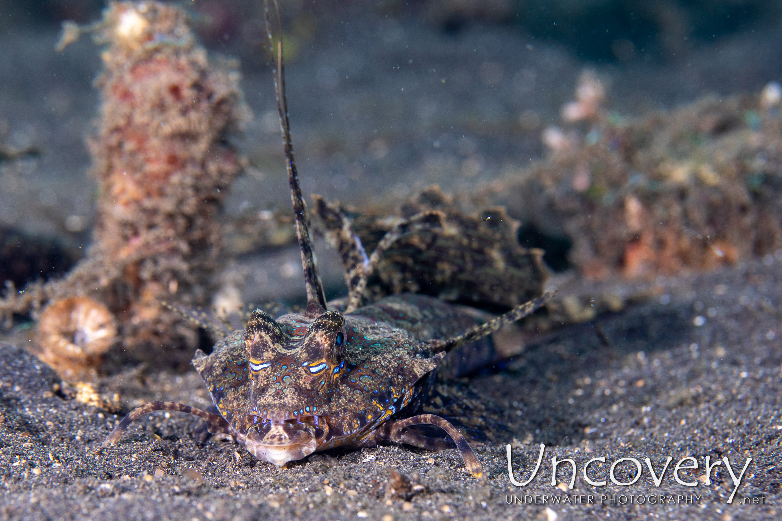 Fingered Dragonet (dactylopus Dactylopus), photo taken in Indonesia, North Sulawesi, Lembeh Strait, TK 2