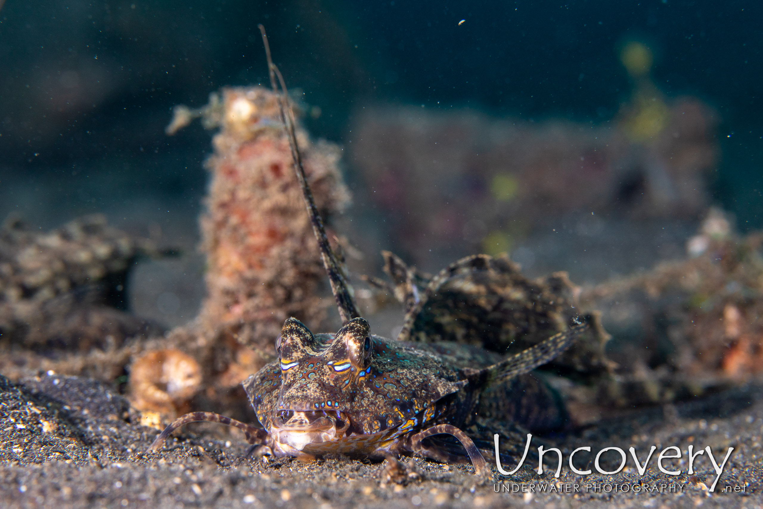 Fingered Dragonet (dactylopus Dactylopus), photo taken in Indonesia, North Sulawesi, Lembeh Strait, TK 2