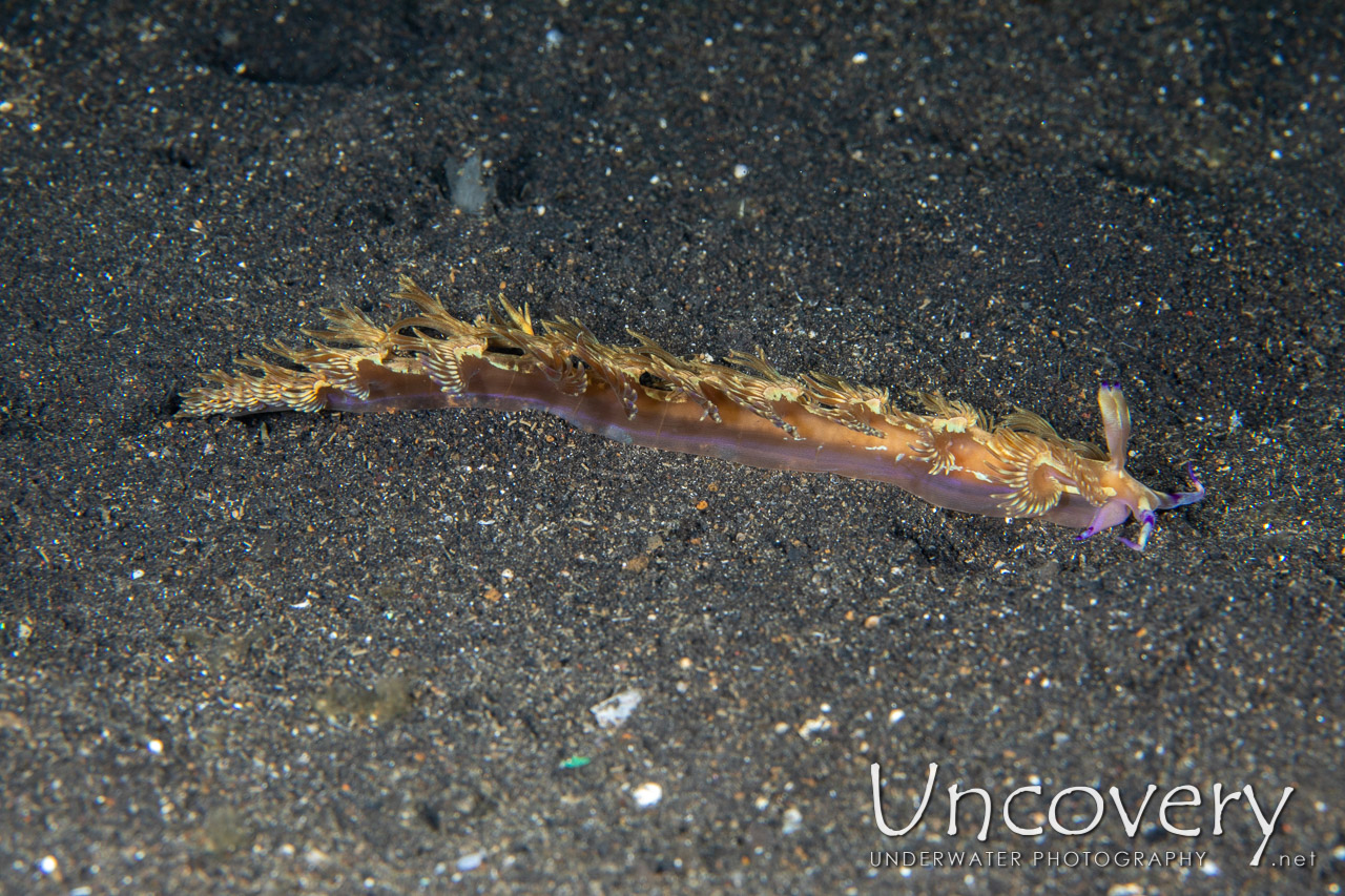 Nudibranch, photo taken in Indonesia, North Sulawesi, Lembeh Strait, TK 2