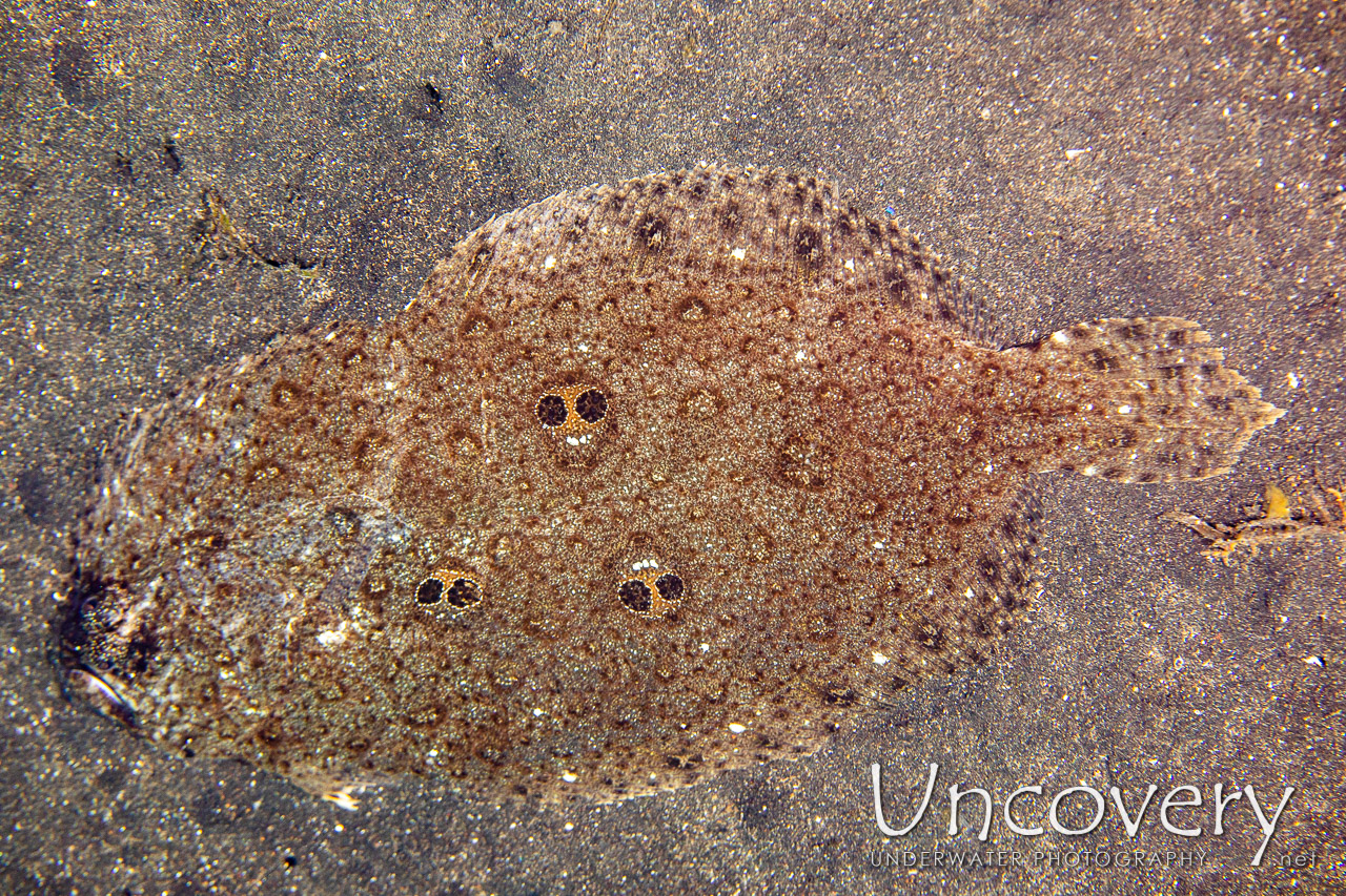Ocellated Flounder (pseudorhombus Dupliciocellatus) shot in Indonesia|North Sulawesi|Lembeh Strait|TK 2