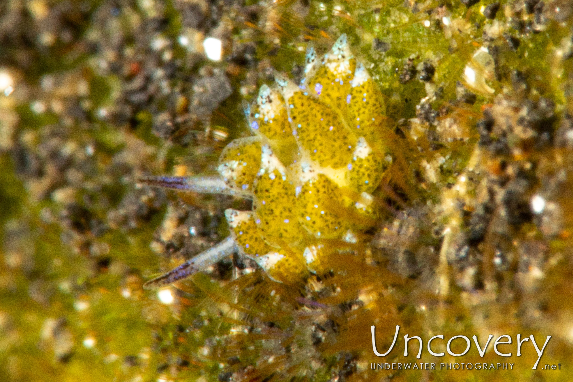 Nudibranch, photo taken in Indonesia, North Sulawesi, Lembeh Strait, TK 2