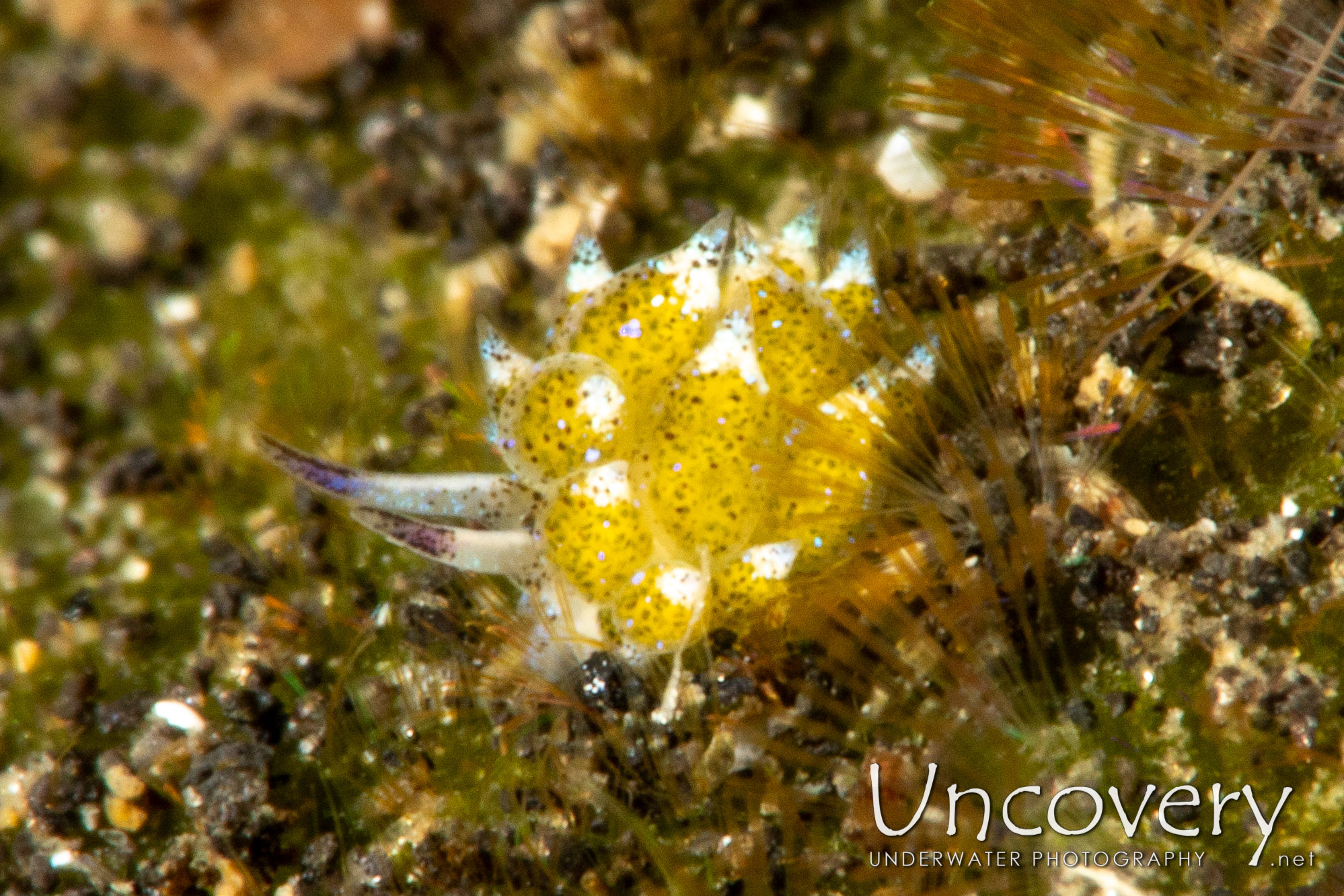 Nudibranch, photo taken in Indonesia, North Sulawesi, Lembeh Strait, TK 2