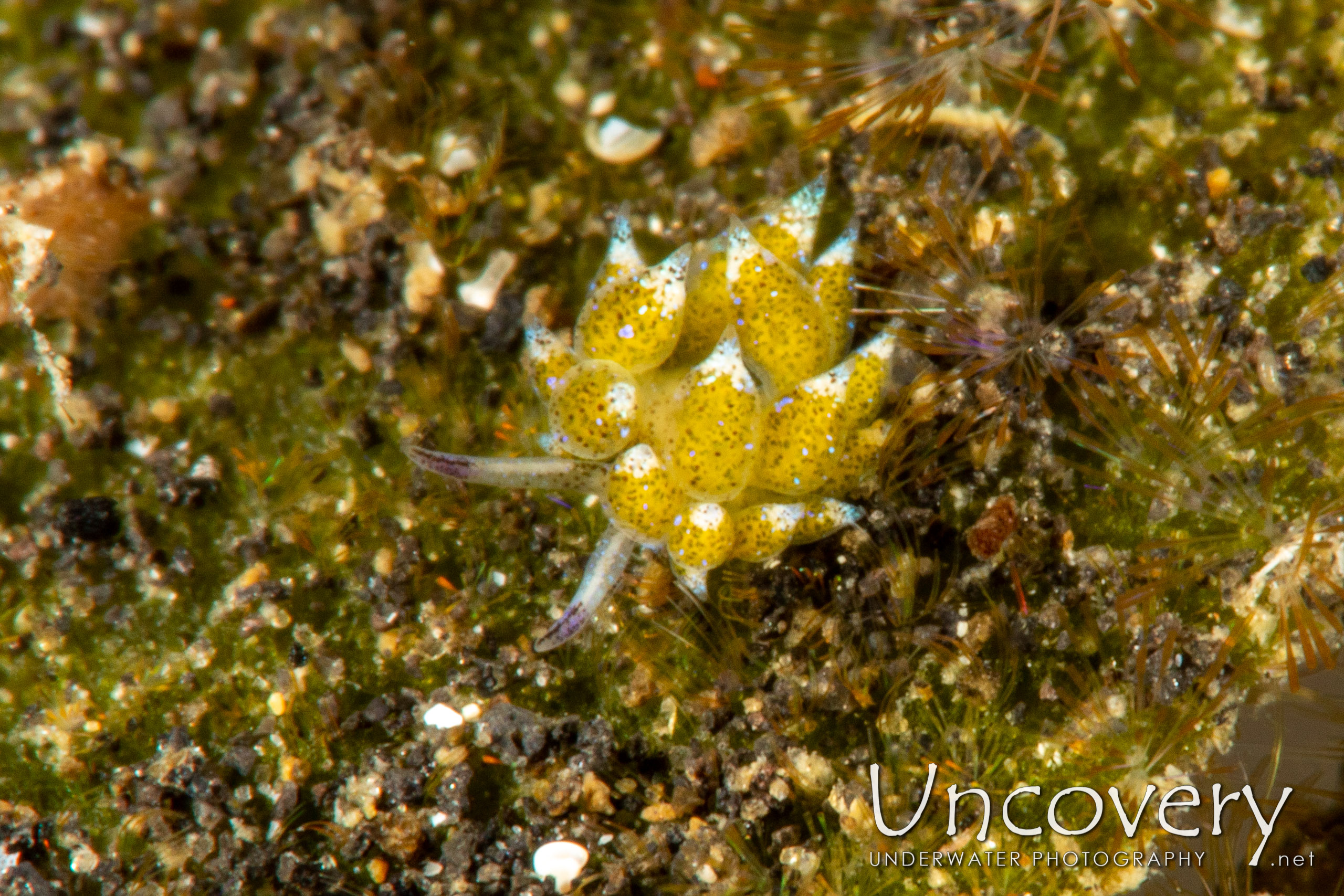 Nudibranch, photo taken in Indonesia, North Sulawesi, Lembeh Strait, TK 2