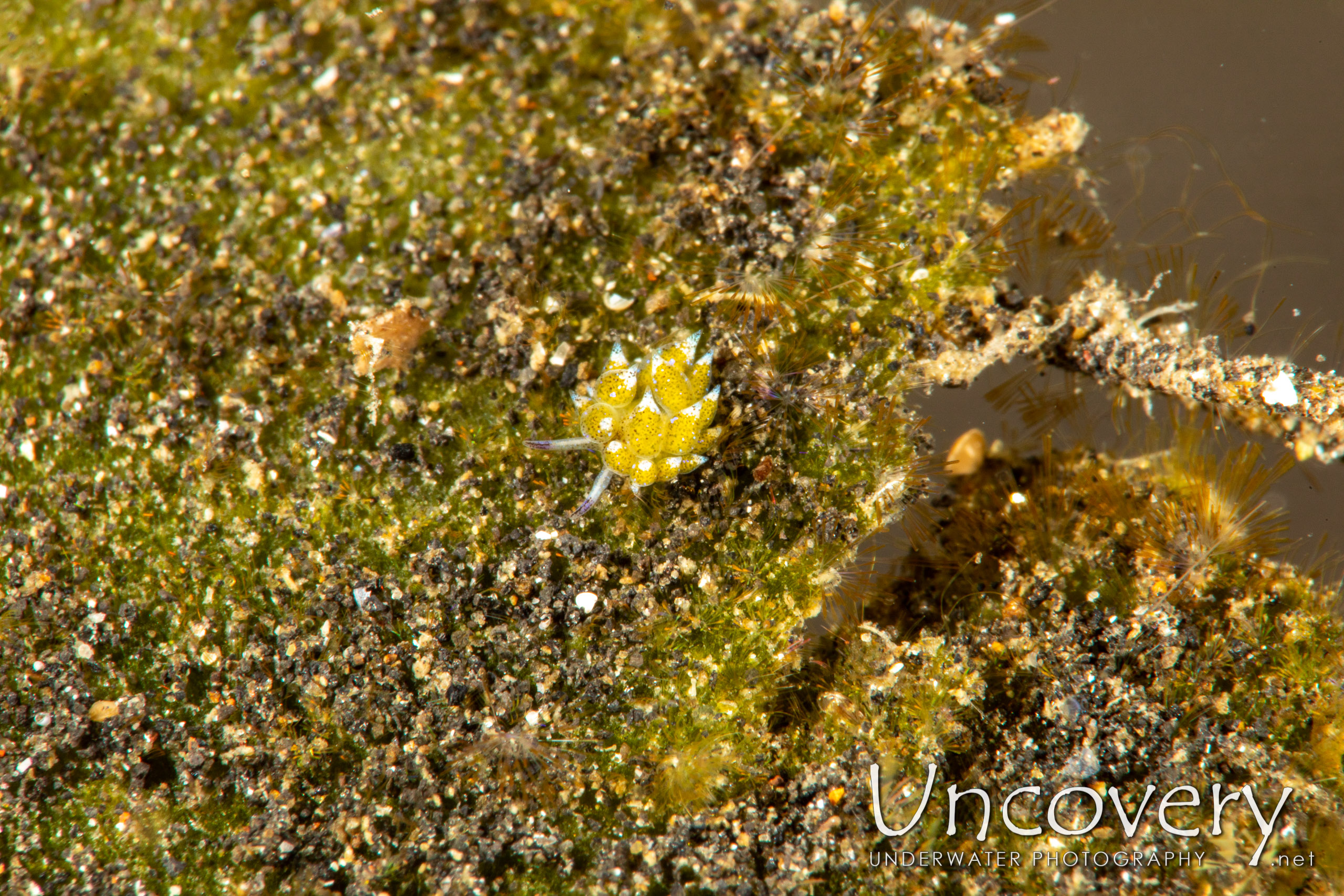 Nudibranch, photo taken in Indonesia, North Sulawesi, Lembeh Strait, TK 2