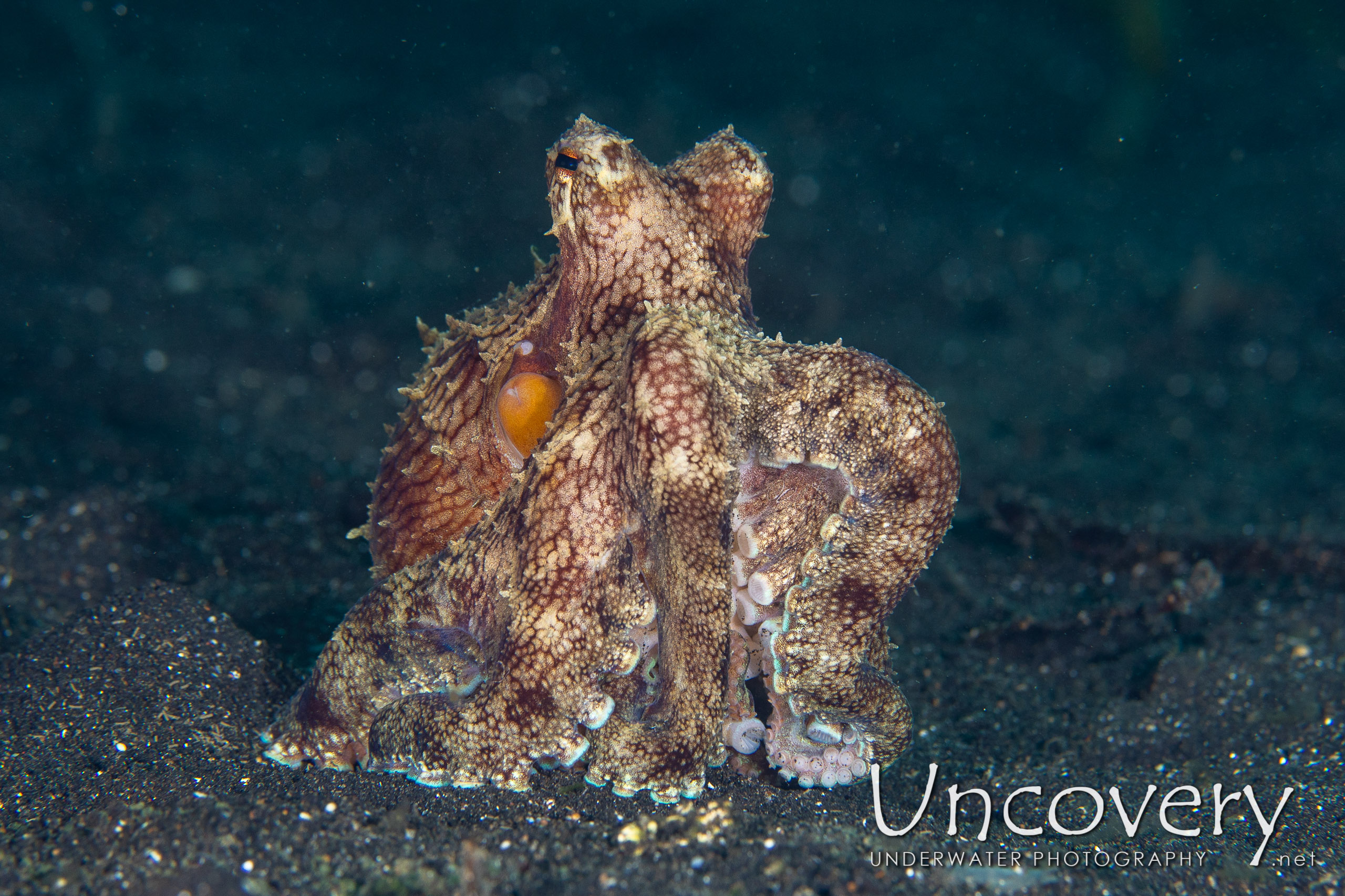 Coconut Octopus (amphioctopus Marginatus), photo taken in Indonesia, North Sulawesi, Lembeh Strait, TK 2