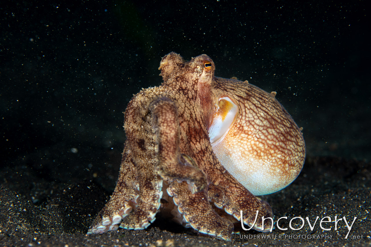 Coconut Octopus (amphioctopus Marginatus) shot in Indonesia|North Sulawesi|Lembeh Strait|TK 2