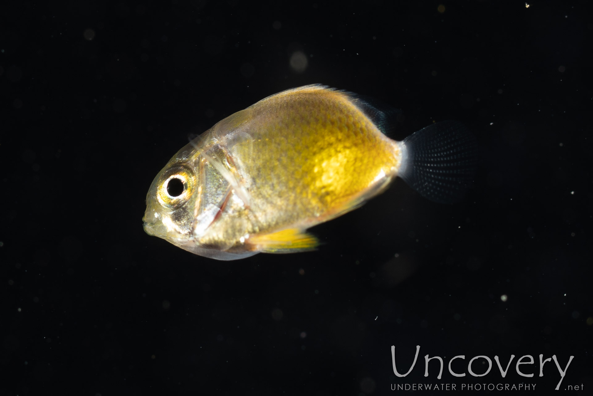 00 To Be Determined, photo taken in Indonesia, North Sulawesi, Lembeh Strait, Blackwater