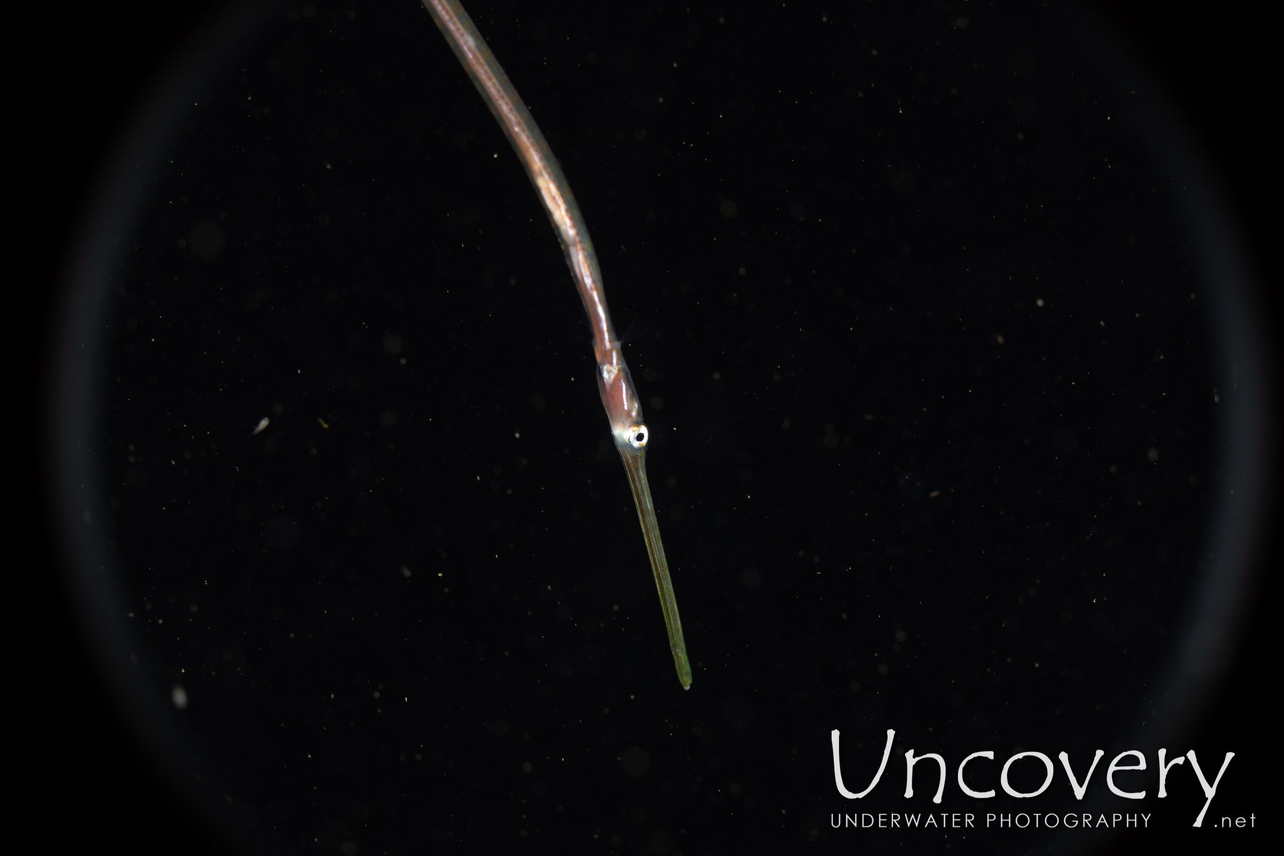 Bluespotted Cornetfish (fistularia Commersonii), photo taken in Indonesia, North Sulawesi, Lembeh Strait, Blackwater