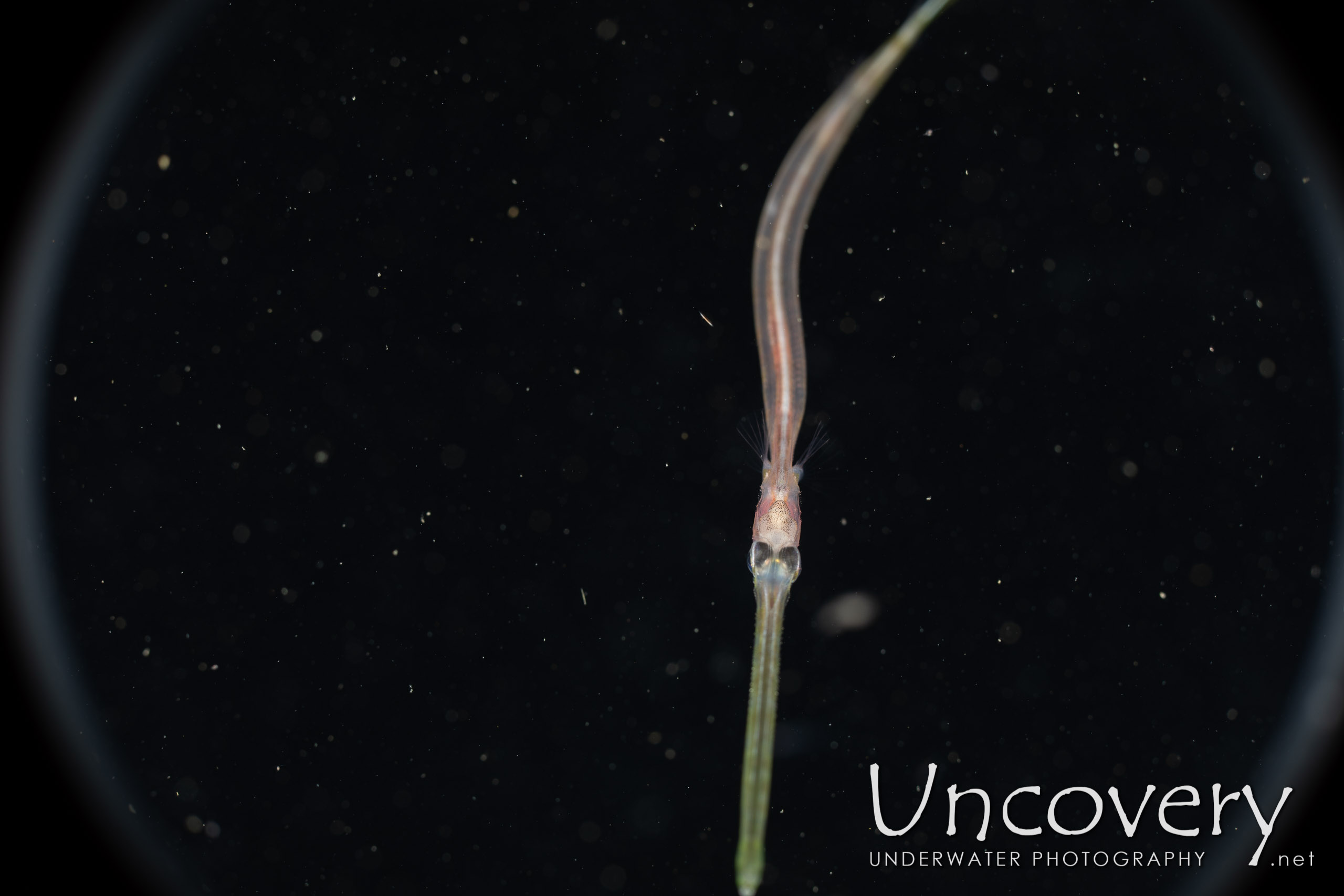 Bluespotted Cornetfish (fistularia Commersonii), photo taken in Indonesia, North Sulawesi, Lembeh Strait, Blackwater