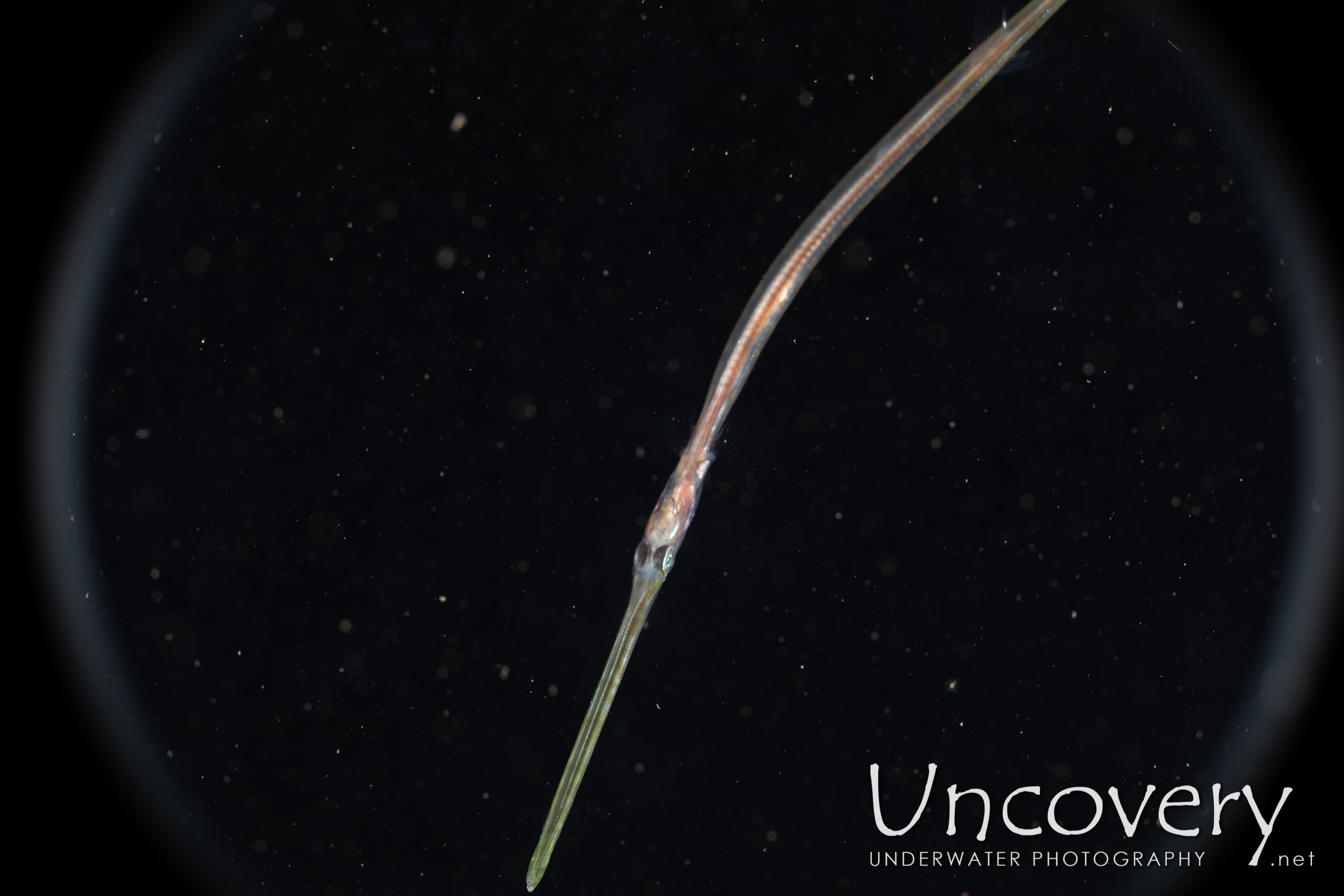 Bluespotted Cornetfish (fistularia Commersonii), photo taken in Indonesia, North Sulawesi, Lembeh Strait, Blackwater