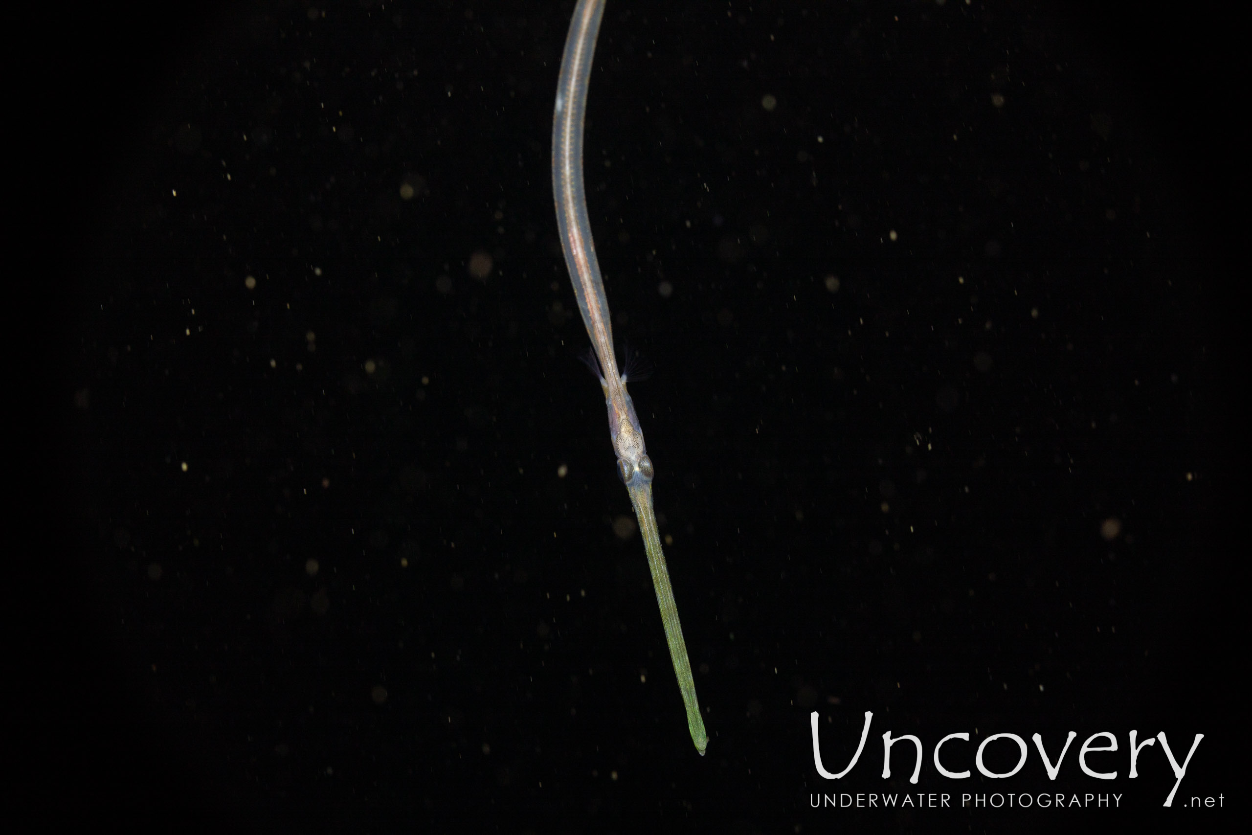 Bluespotted Cornetfish (fistularia Commersonii), photo taken in Indonesia, North Sulawesi, Lembeh Strait, Blackwater