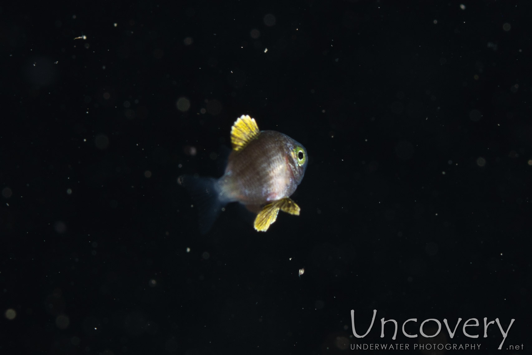 00 To Be Determined, photo taken in Indonesia, North Sulawesi, Lembeh Strait, Blackwater