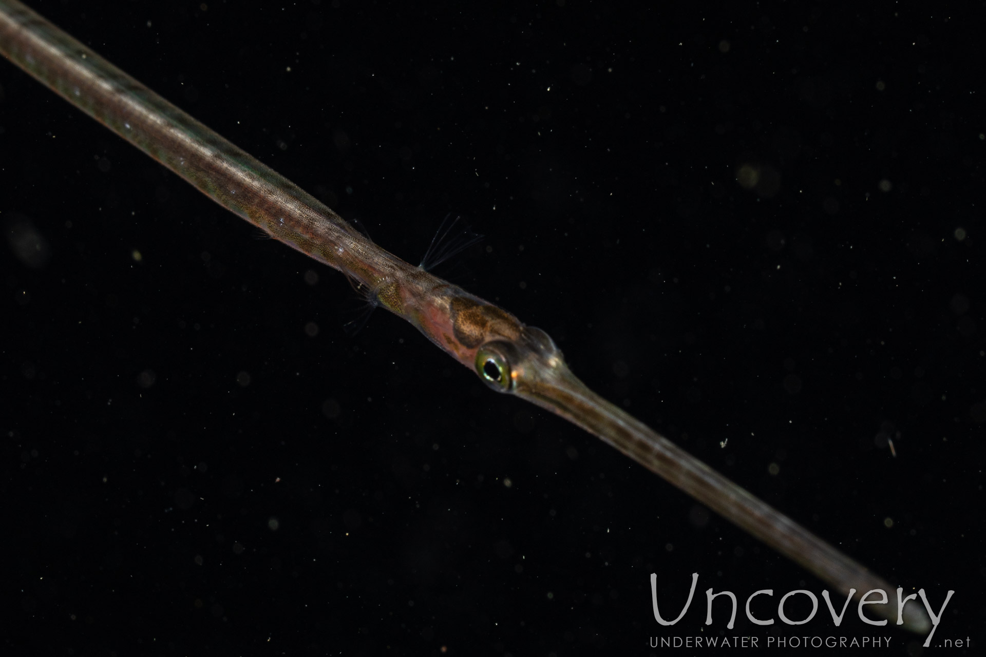 Bluespotted Cornetfish (fistularia Commersonii), photo taken in Indonesia, North Sulawesi, Lembeh Strait, Blackwater