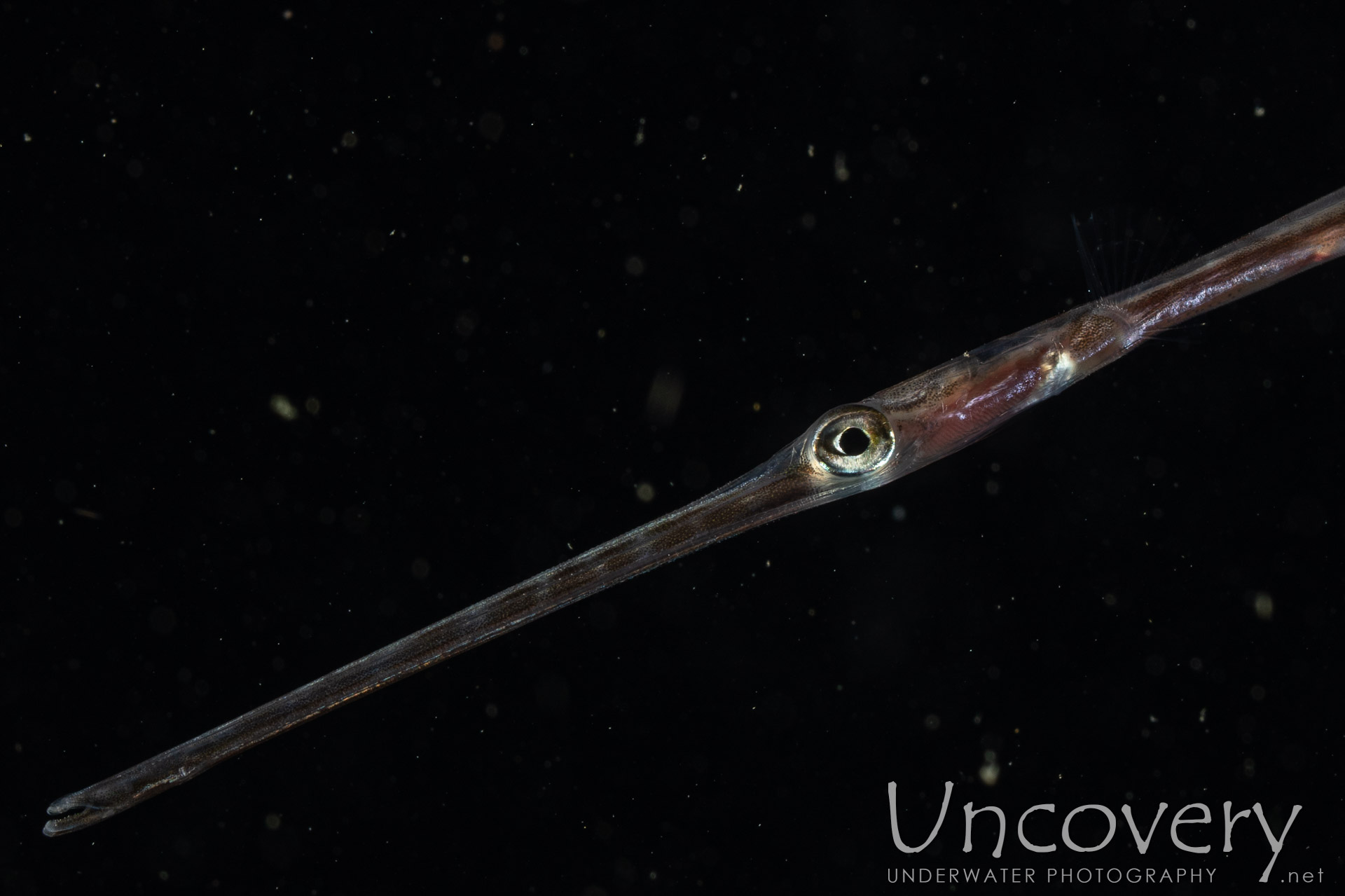 Bluespotted Cornetfish (fistularia Commersonii), photo taken in Indonesia, North Sulawesi, Lembeh Strait, Blackwater