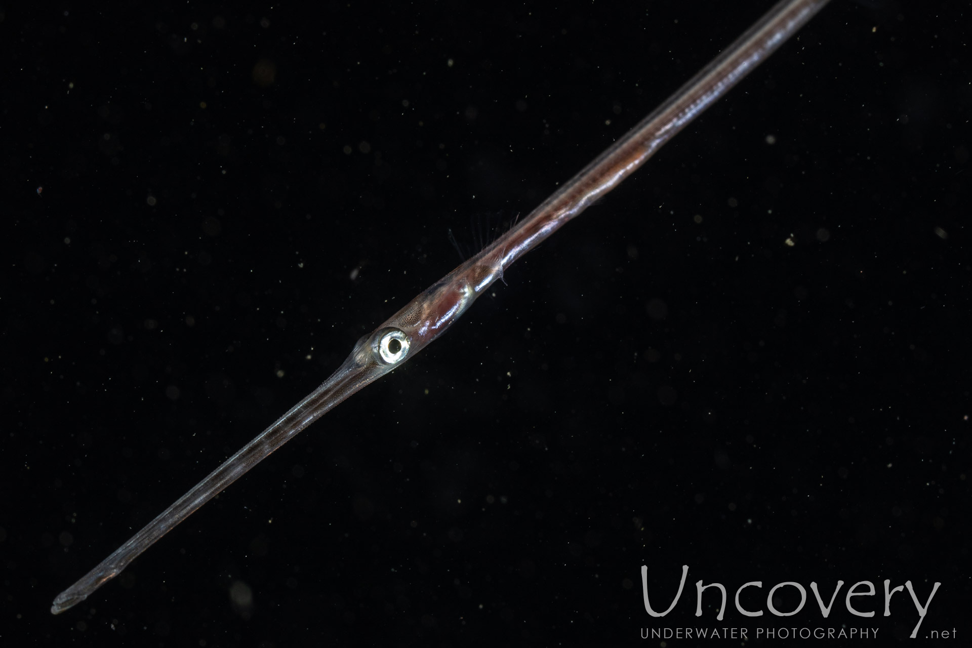 Bluespotted Cornetfish (fistularia Commersonii), photo taken in Indonesia, North Sulawesi, Lembeh Strait, Blackwater