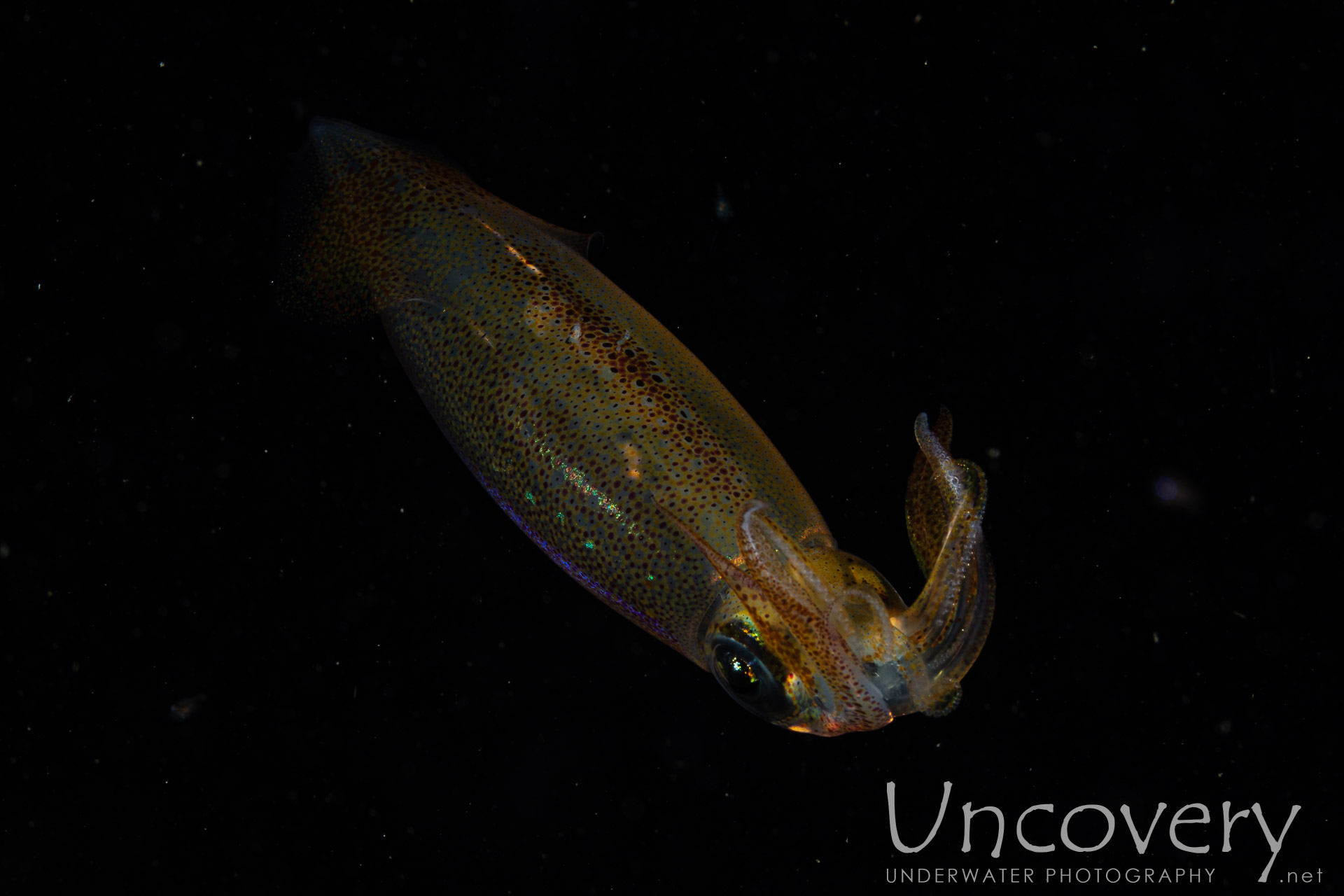 Broadfin Squid (sepioteuthis Lessoniana), photo taken in Indonesia, North Sulawesi, Lembeh Strait, Blackwater