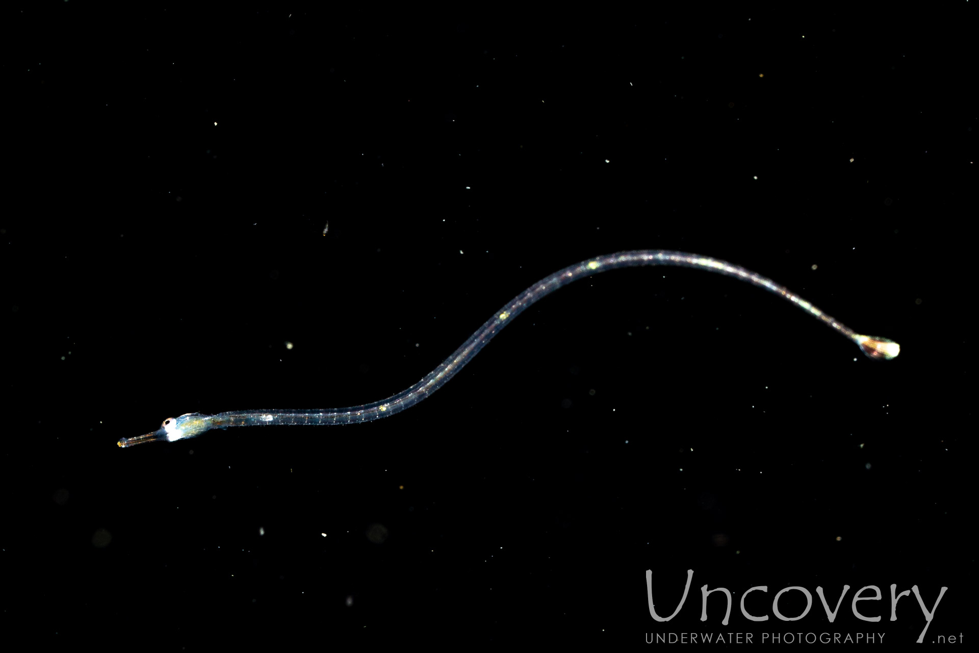 00 To Be Determined, photo taken in Indonesia, North Sulawesi, Lembeh Strait, Blackwater