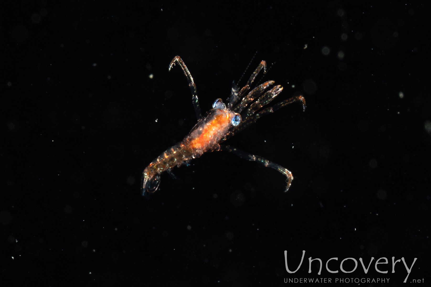 00 To Be Determined, photo taken in Indonesia, North Sulawesi, Lembeh Strait, Blackwater