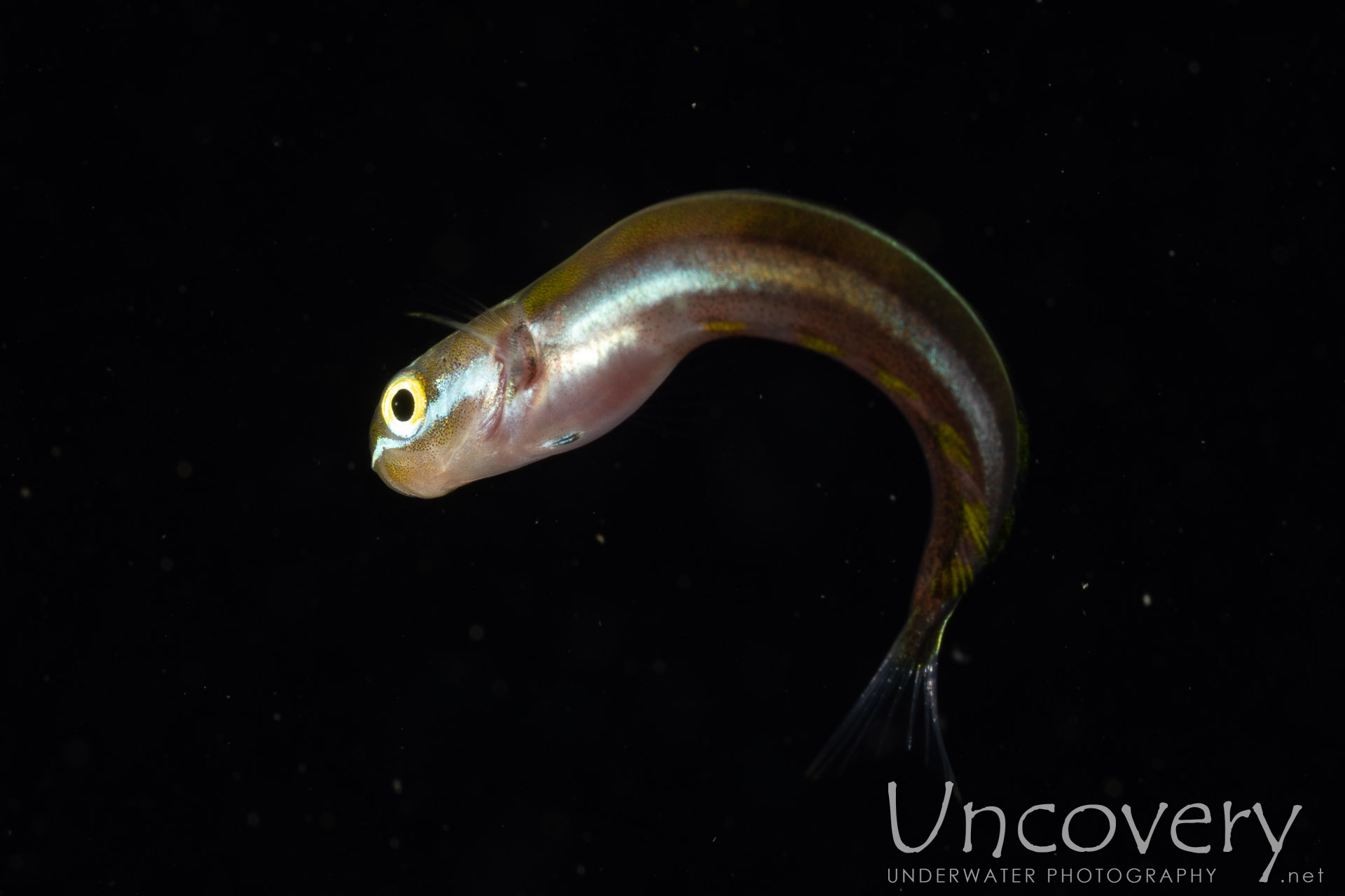 00 To Be Determined, photo taken in Indonesia, North Sulawesi, Lembeh Strait, Blackwater