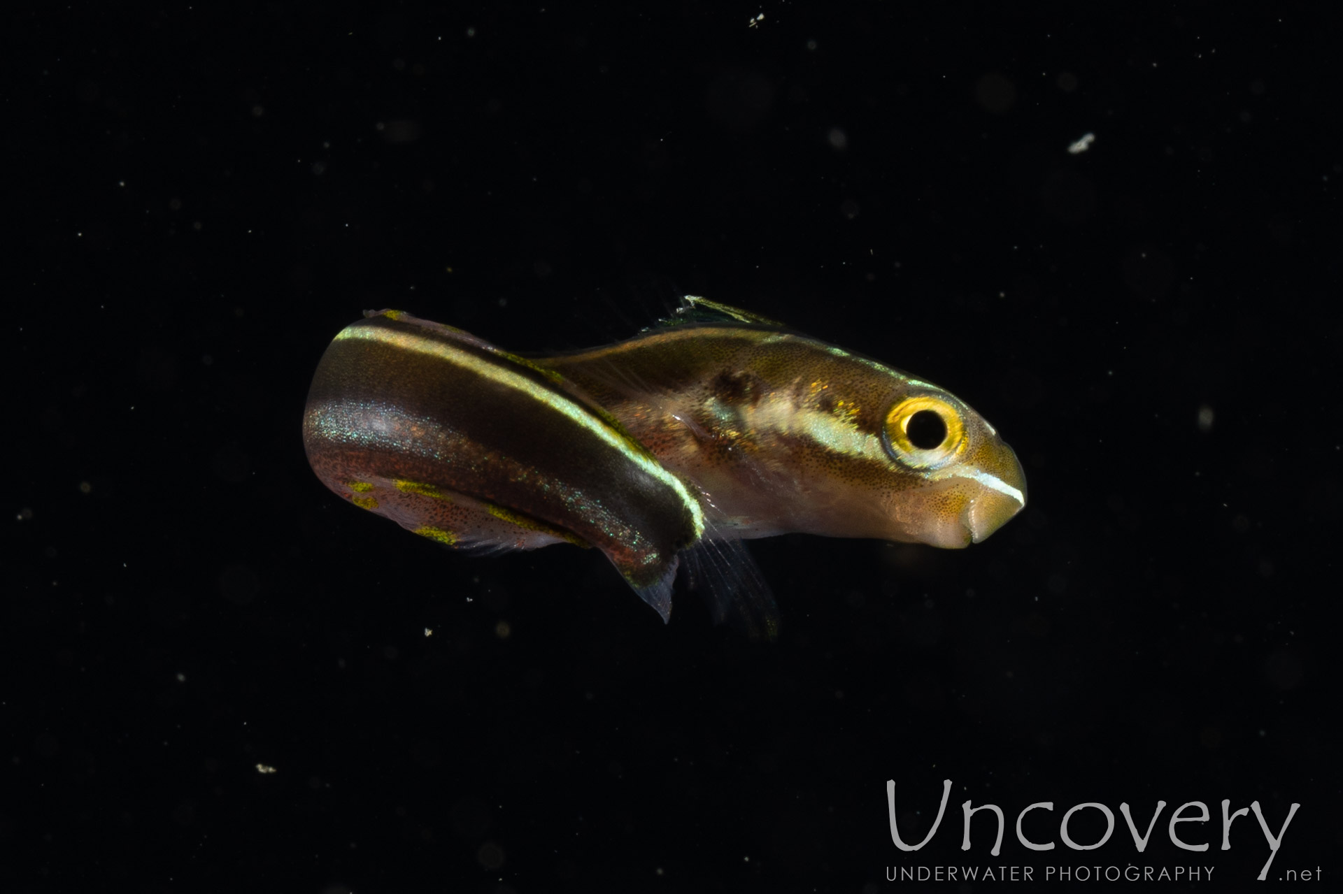 00 To Be Determined, photo taken in Indonesia, North Sulawesi, Lembeh Strait, Blackwater