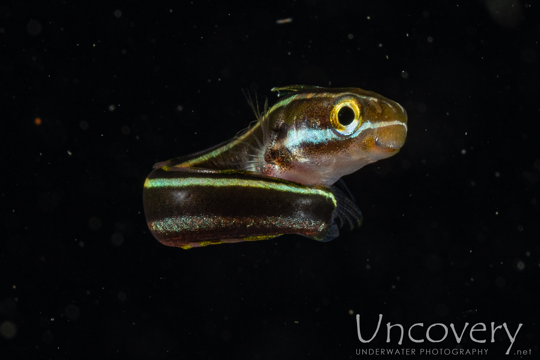 00 To Be Determined, photo taken in Indonesia, North Sulawesi, Lembeh Strait, Blackwater