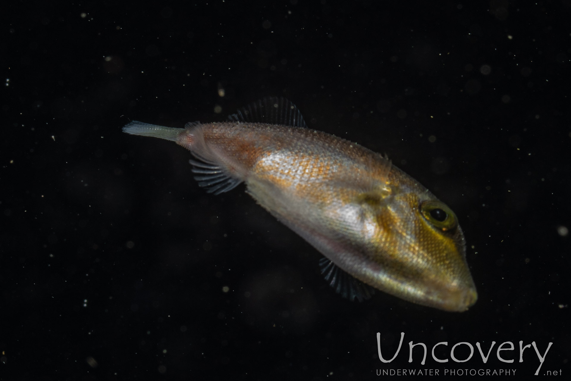 00 To Be Determined, photo taken in Indonesia, North Sulawesi, Lembeh Strait, Blackwater