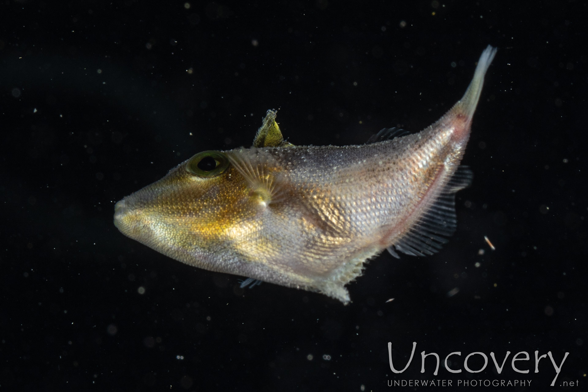 00 To Be Determined, photo taken in Indonesia, North Sulawesi, Lembeh Strait, Blackwater