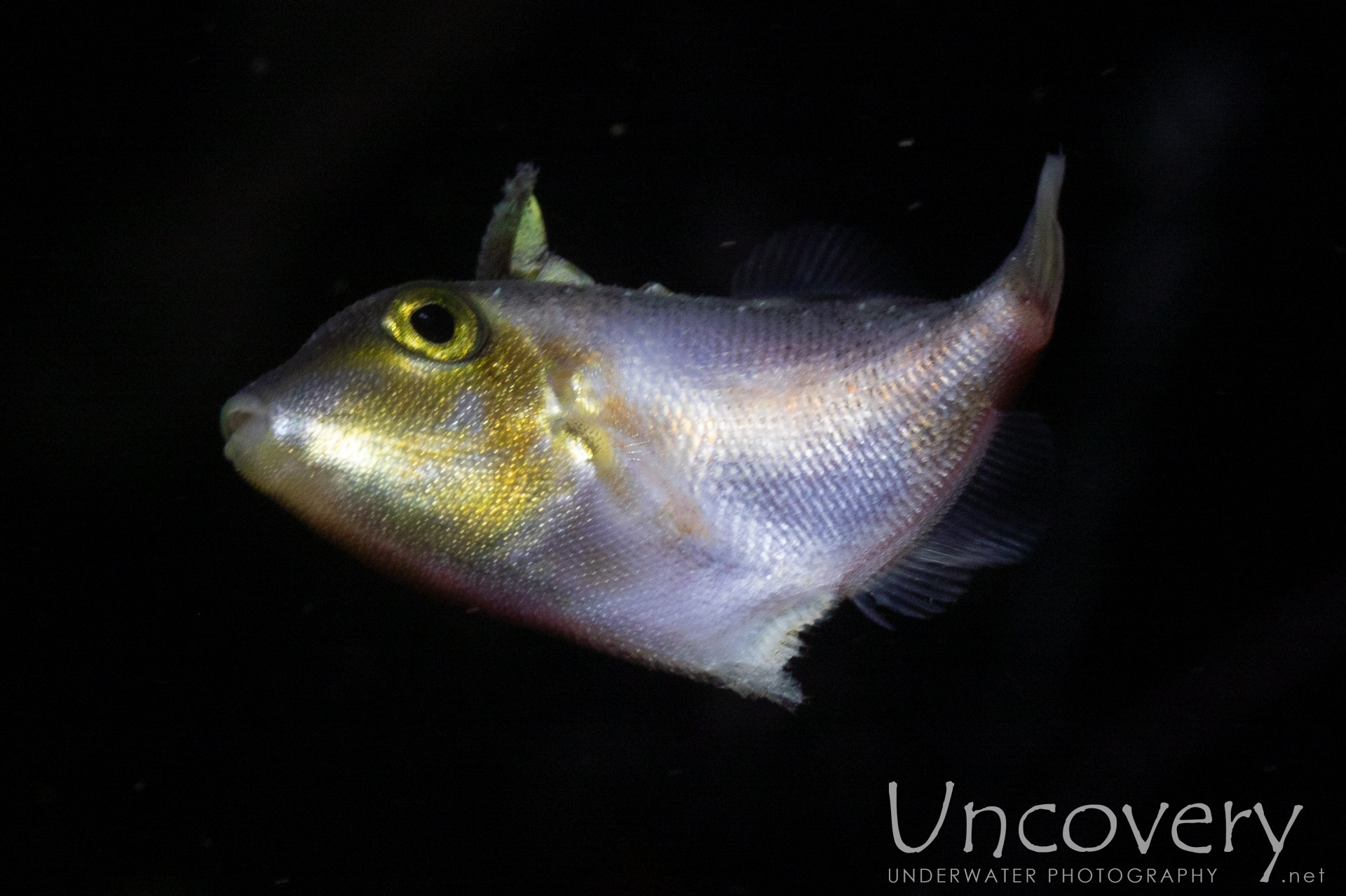 00 To Be Determined, photo taken in Indonesia, North Sulawesi, Lembeh Strait, Blackwater