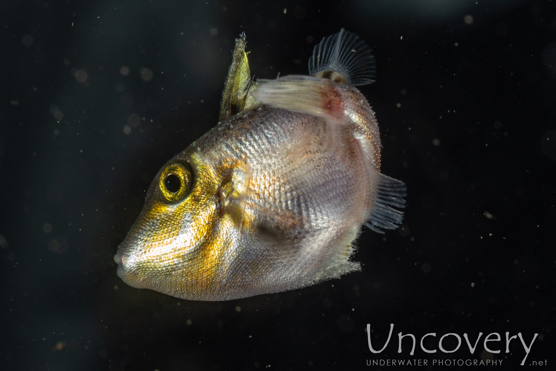 00 To Be Determined, photo taken in Indonesia, North Sulawesi, Lembeh Strait, Blackwater