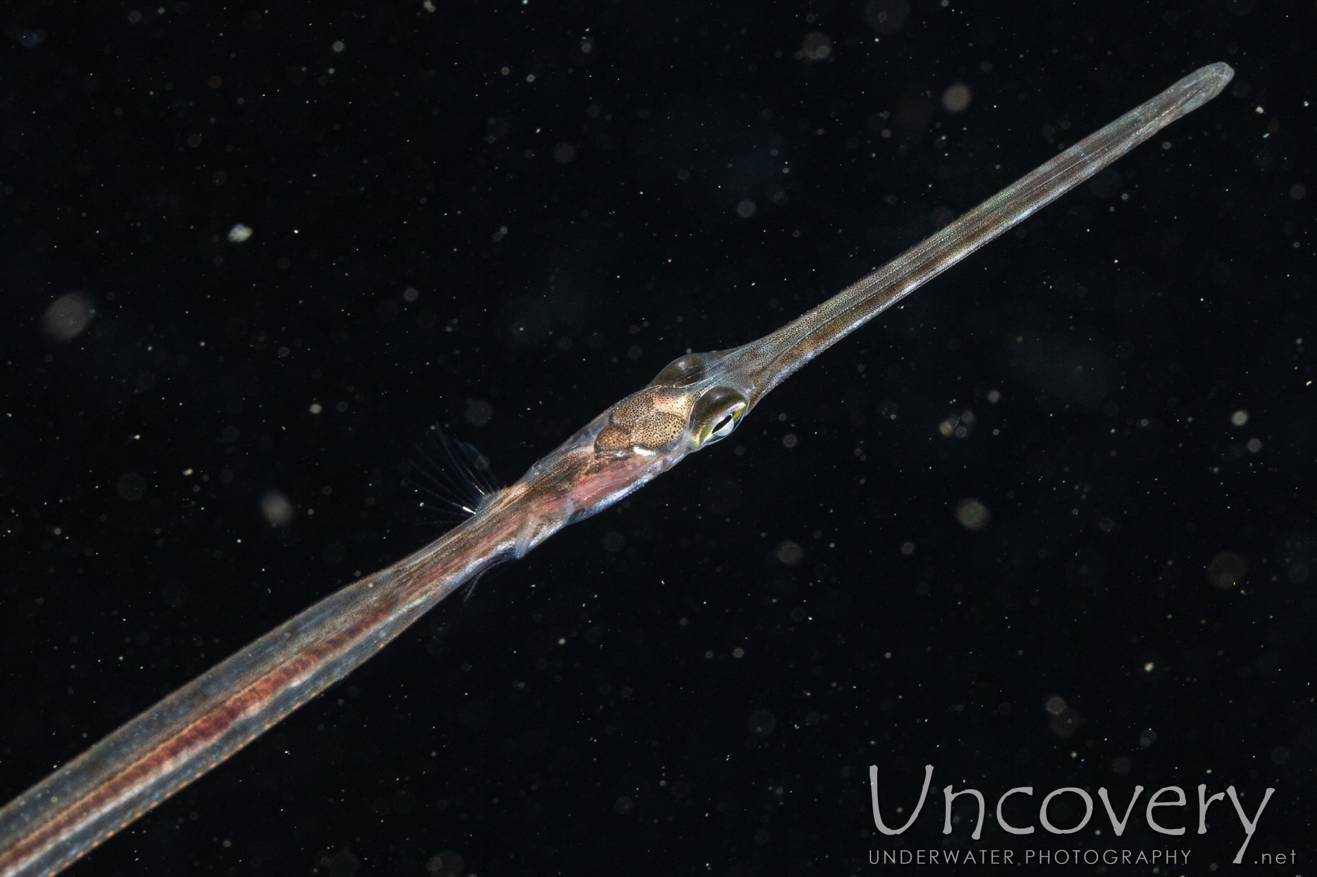 Bluespotted Cornetfish (fistularia Commersonii), photo taken in Indonesia, North Sulawesi, Lembeh Strait, Blackwater