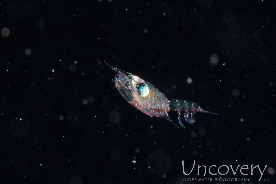 00 To Be Determined, photo taken in Indonesia, North Sulawesi, Lembeh Strait, Blackwater