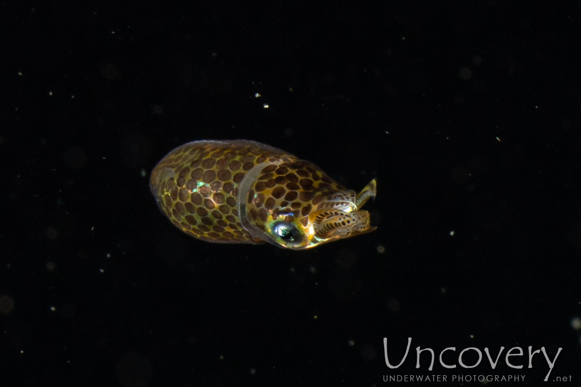 00 To Be Determined, photo taken in Indonesia, North Sulawesi, Lembeh Strait, Blackwater