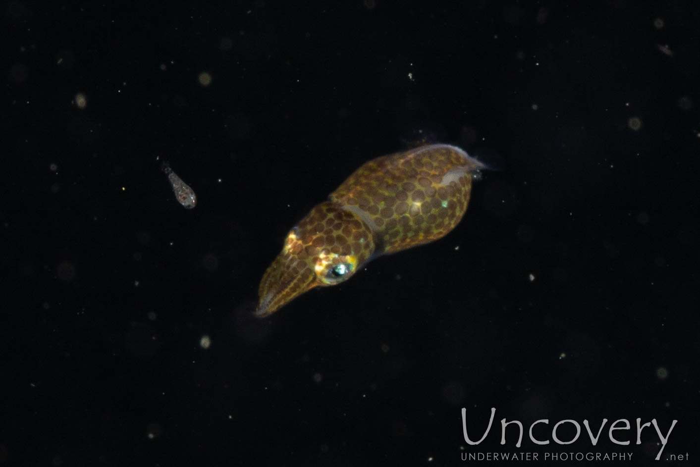 00 To Be Determined, photo taken in Indonesia, North Sulawesi, Lembeh Strait, Blackwater