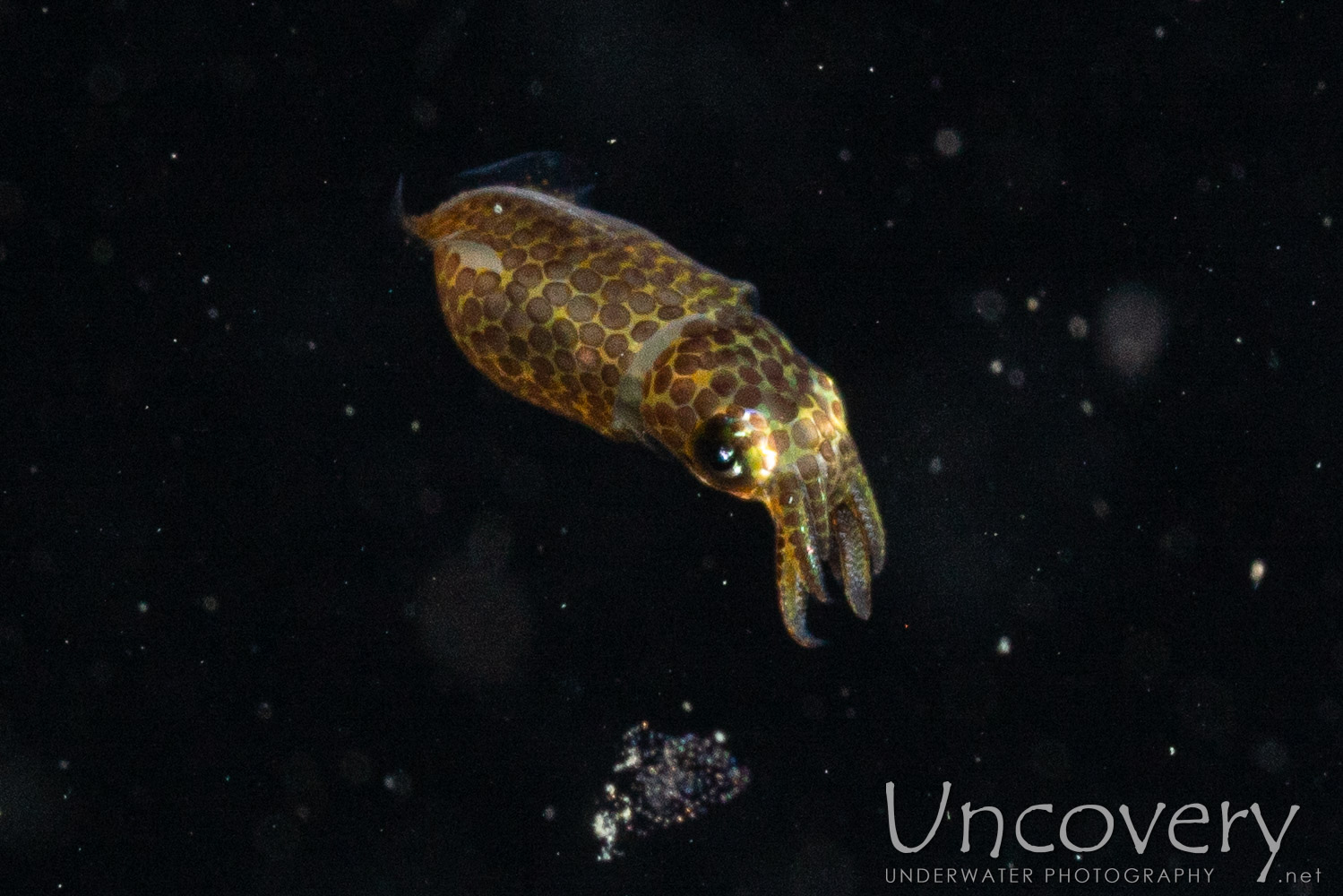 00 To Be Determined, photo taken in Indonesia, North Sulawesi, Lembeh Strait, Blackwater