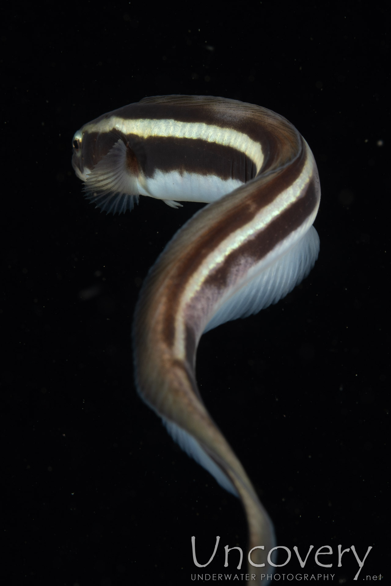 00 To Be Determined, photo taken in Indonesia, North Sulawesi, Lembeh Strait, Blackwater