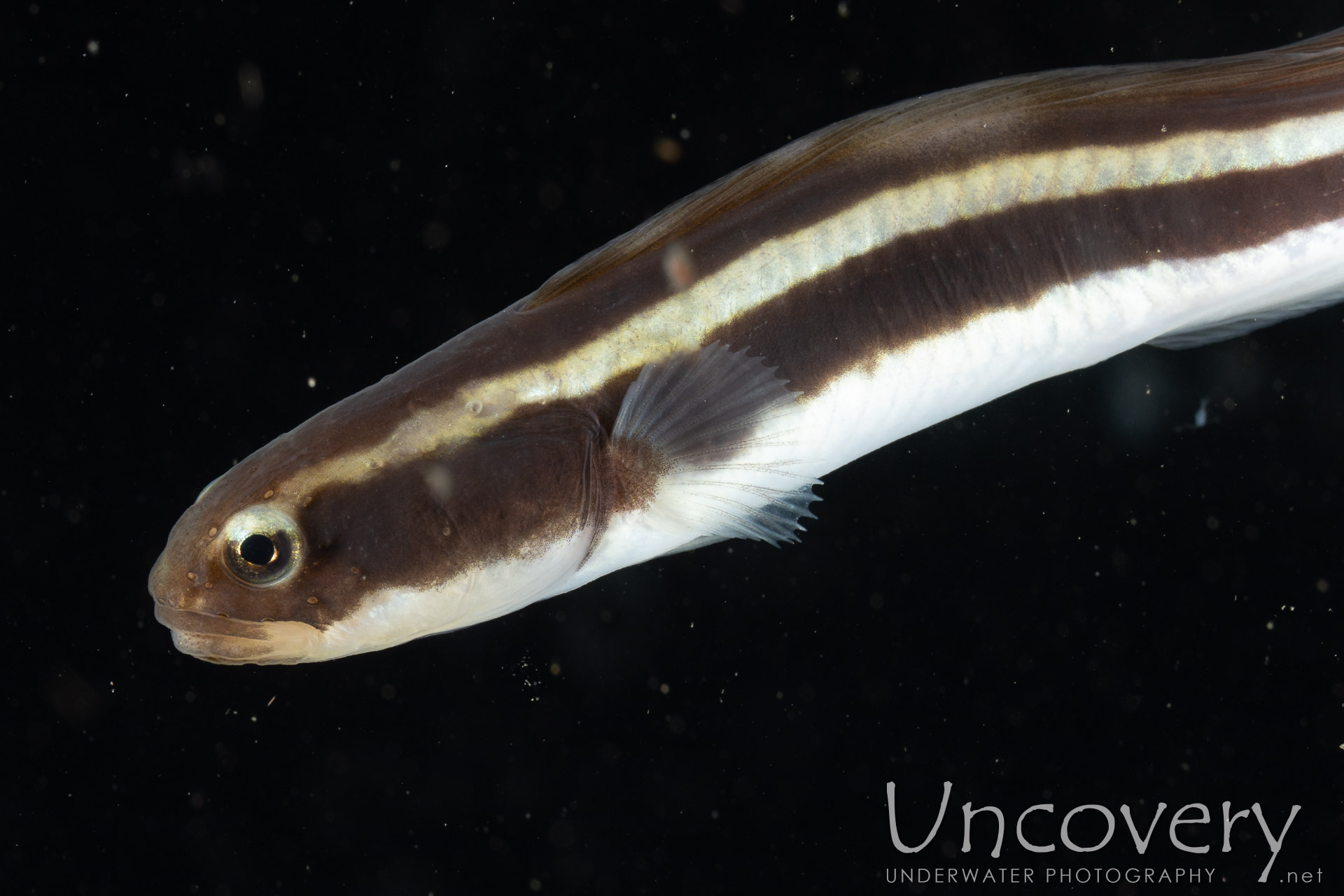 00 To Be Determined, photo taken in Indonesia, North Sulawesi, Lembeh Strait, Blackwater