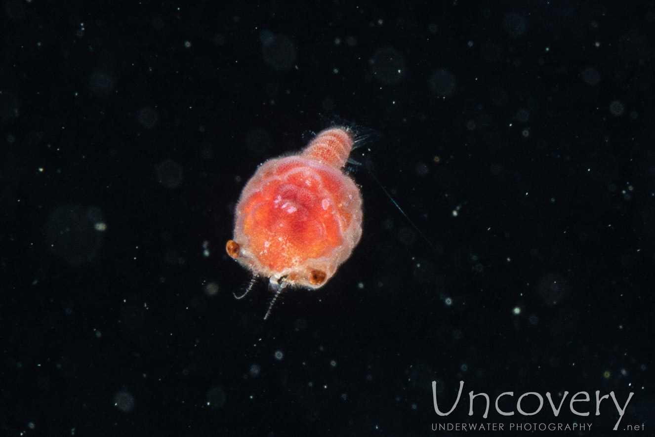 Crab, photo taken in Indonesia, North Sulawesi, Lembeh Strait, Blackwater