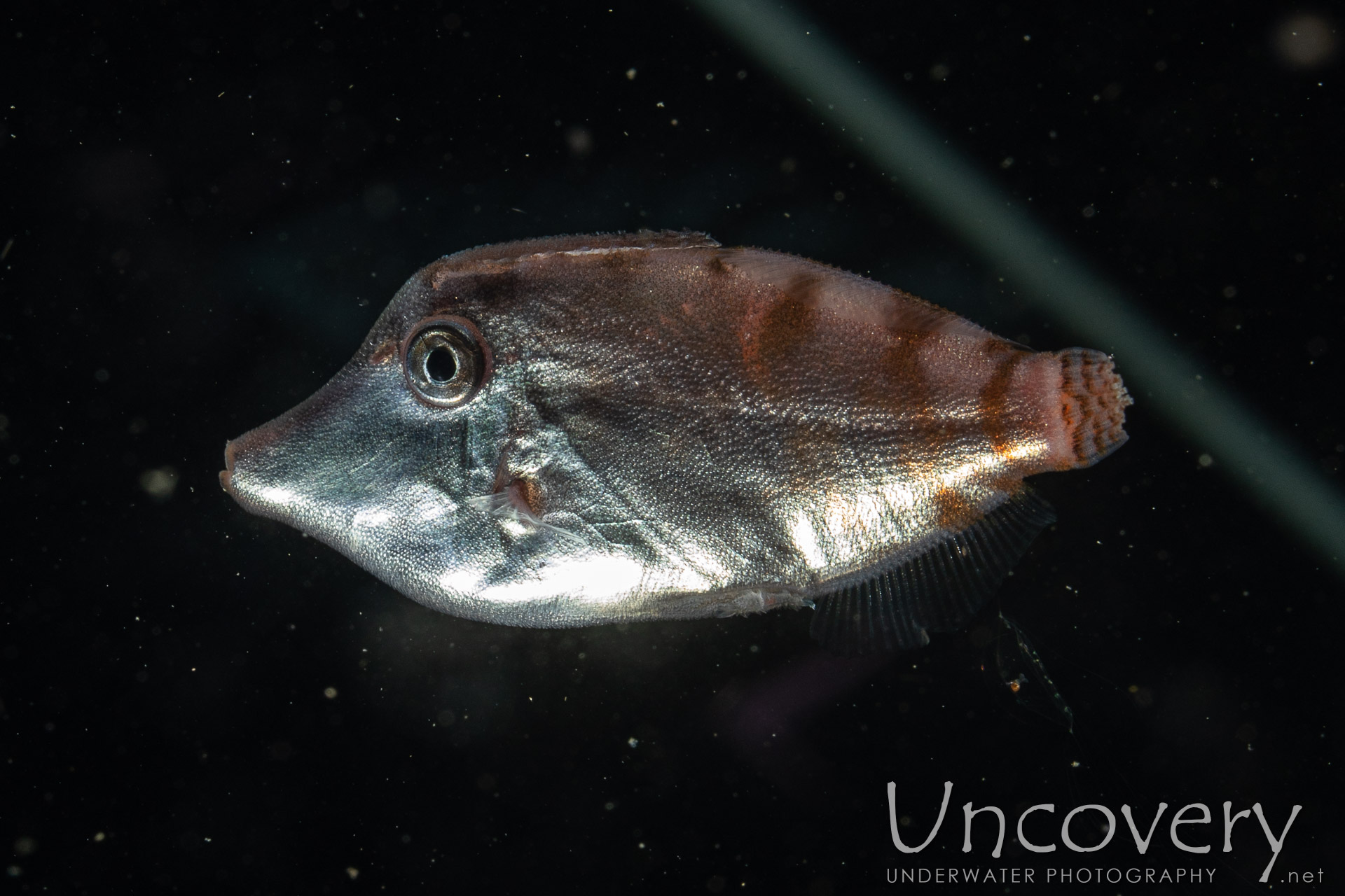 00 To Be Determined, photo taken in Indonesia, North Sulawesi, Lembeh Strait, Blackwater