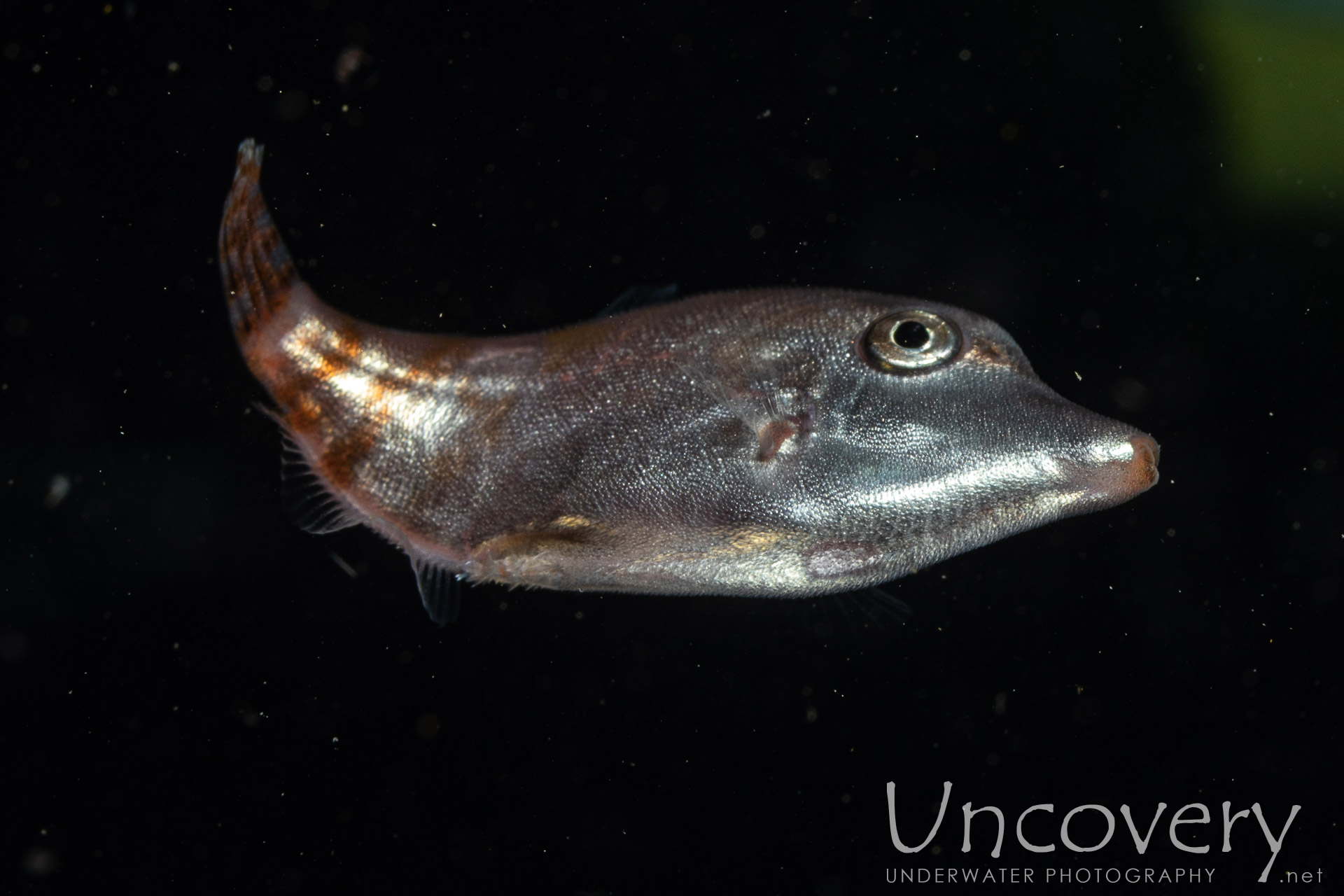 00 To Be Determined, photo taken in Indonesia, North Sulawesi, Lembeh Strait, Blackwater