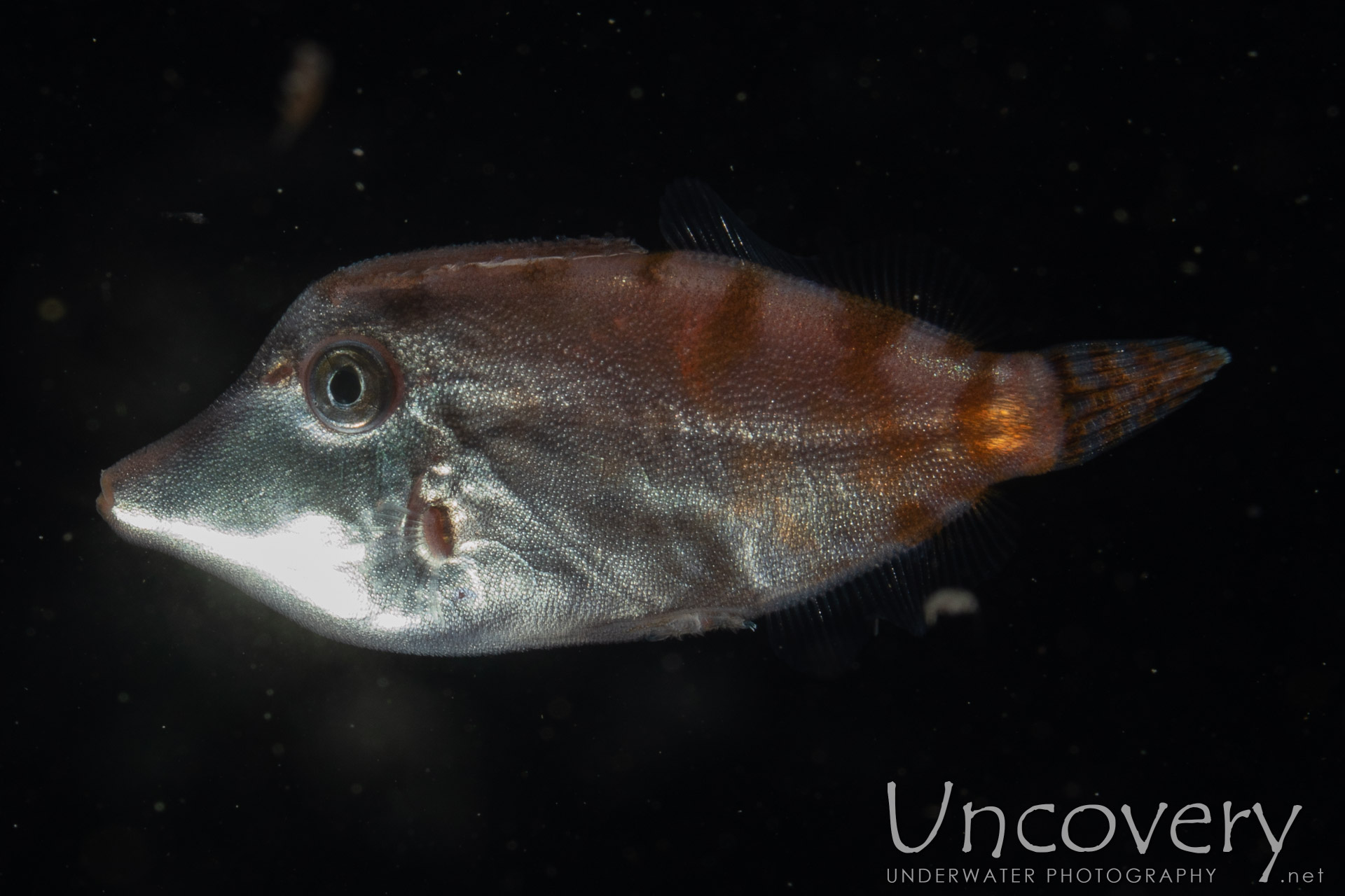 00 To Be Determined, photo taken in Indonesia, North Sulawesi, Lembeh Strait, Blackwater