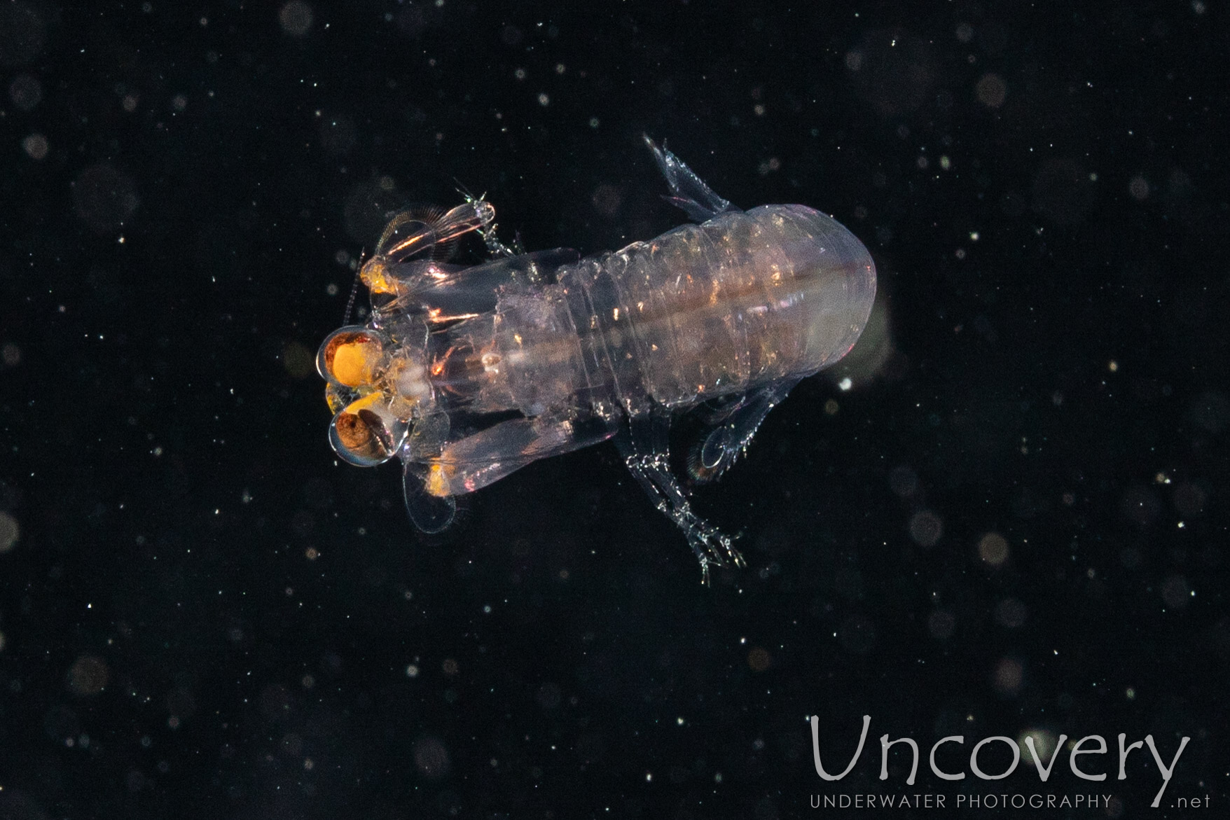 00 To Be Determined, photo taken in Indonesia, North Sulawesi, Lembeh Strait, Blackwater