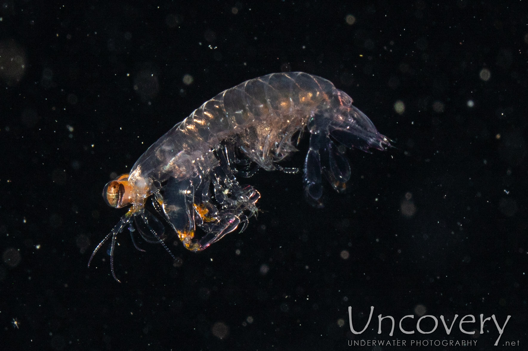 00 To Be Determined, photo taken in Indonesia, North Sulawesi, Lembeh Strait, Blackwater