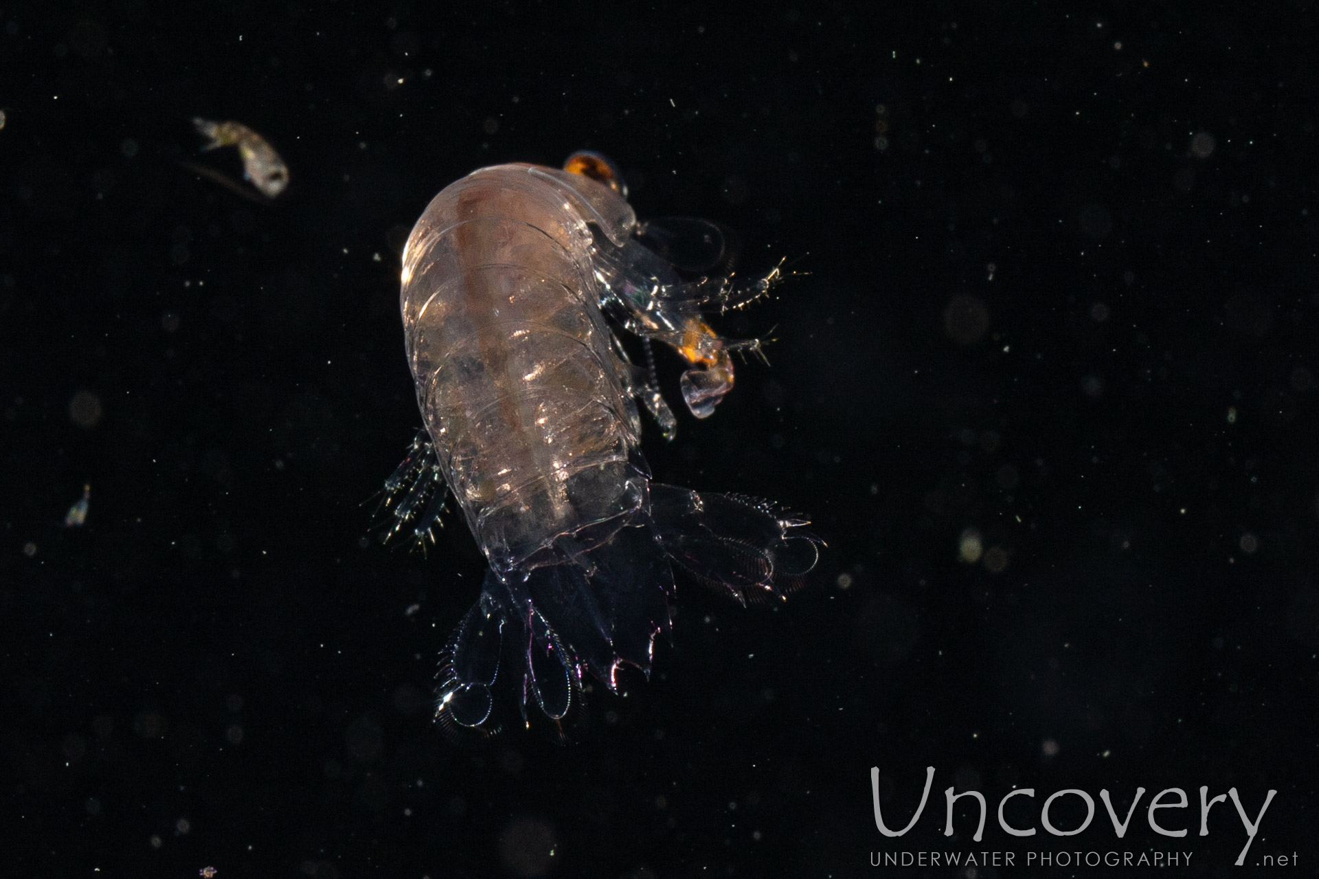 00 To Be Determined, photo taken in Indonesia, North Sulawesi, Lembeh Strait, Blackwater