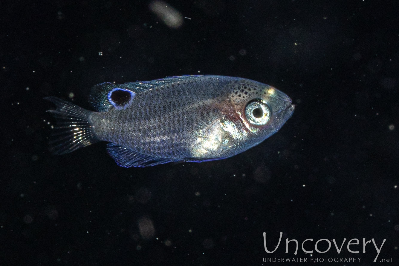 00 To Be Determined, photo taken in Indonesia, North Sulawesi, Lembeh Strait, Blackwater