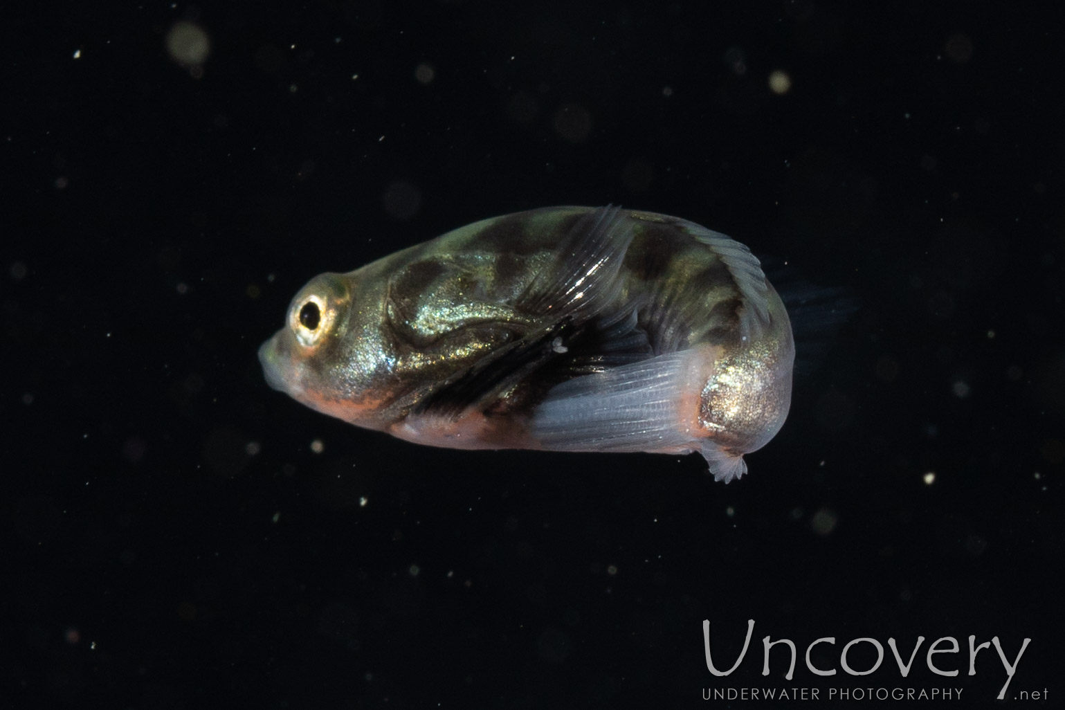 Pufferfish, photo taken in Indonesia, North Sulawesi, Lembeh Strait, Blackwater