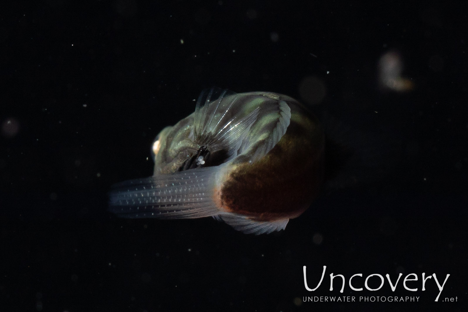 Pufferfish, photo taken in Indonesia, North Sulawesi, Lembeh Strait, Blackwater