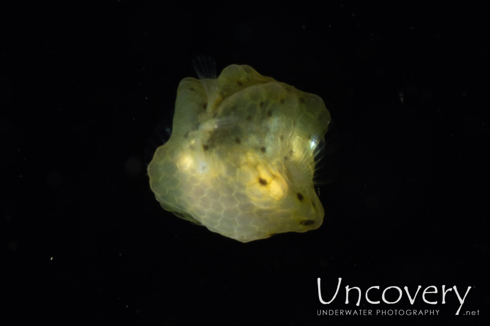 Yellow Boxfish (ostracion Cubicus), photo taken in Indonesia, North Sulawesi, Lembeh Strait, Blackwater