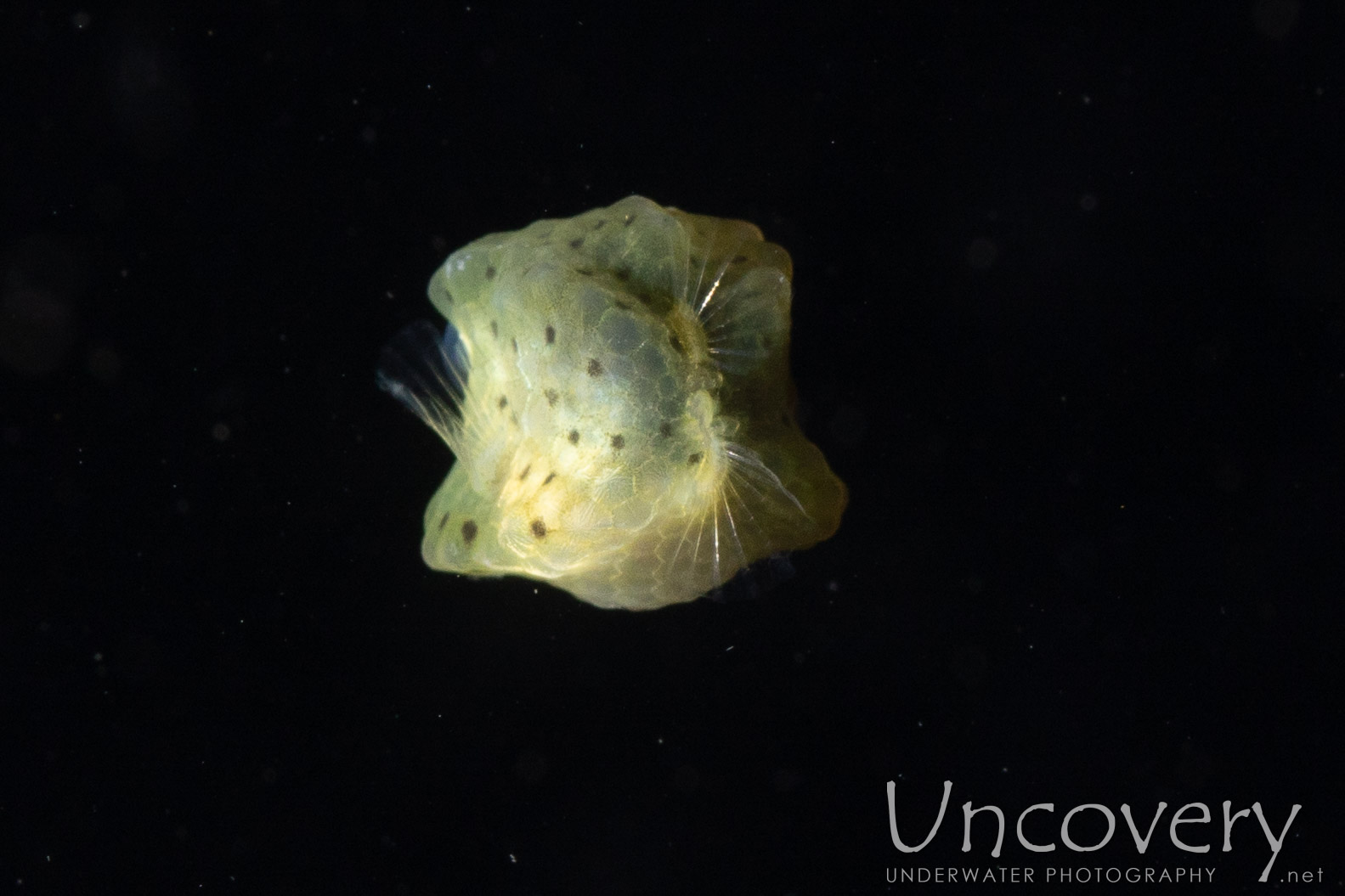 Yellow Boxfish (ostracion Cubicus), photo taken in Indonesia, North Sulawesi, Lembeh Strait, Blackwater