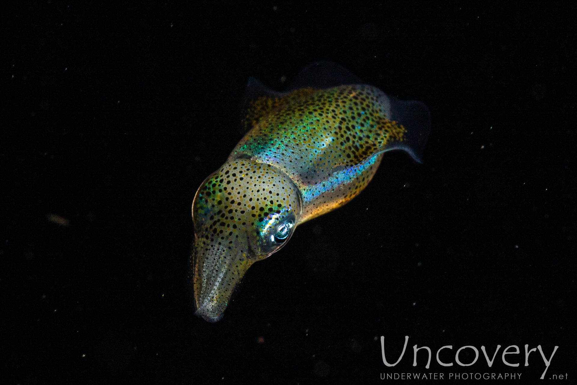 Broadfin Squid (sepioteuthis Lessoniana), photo taken in Indonesia, North Sulawesi, Lembeh Strait, Blackwater